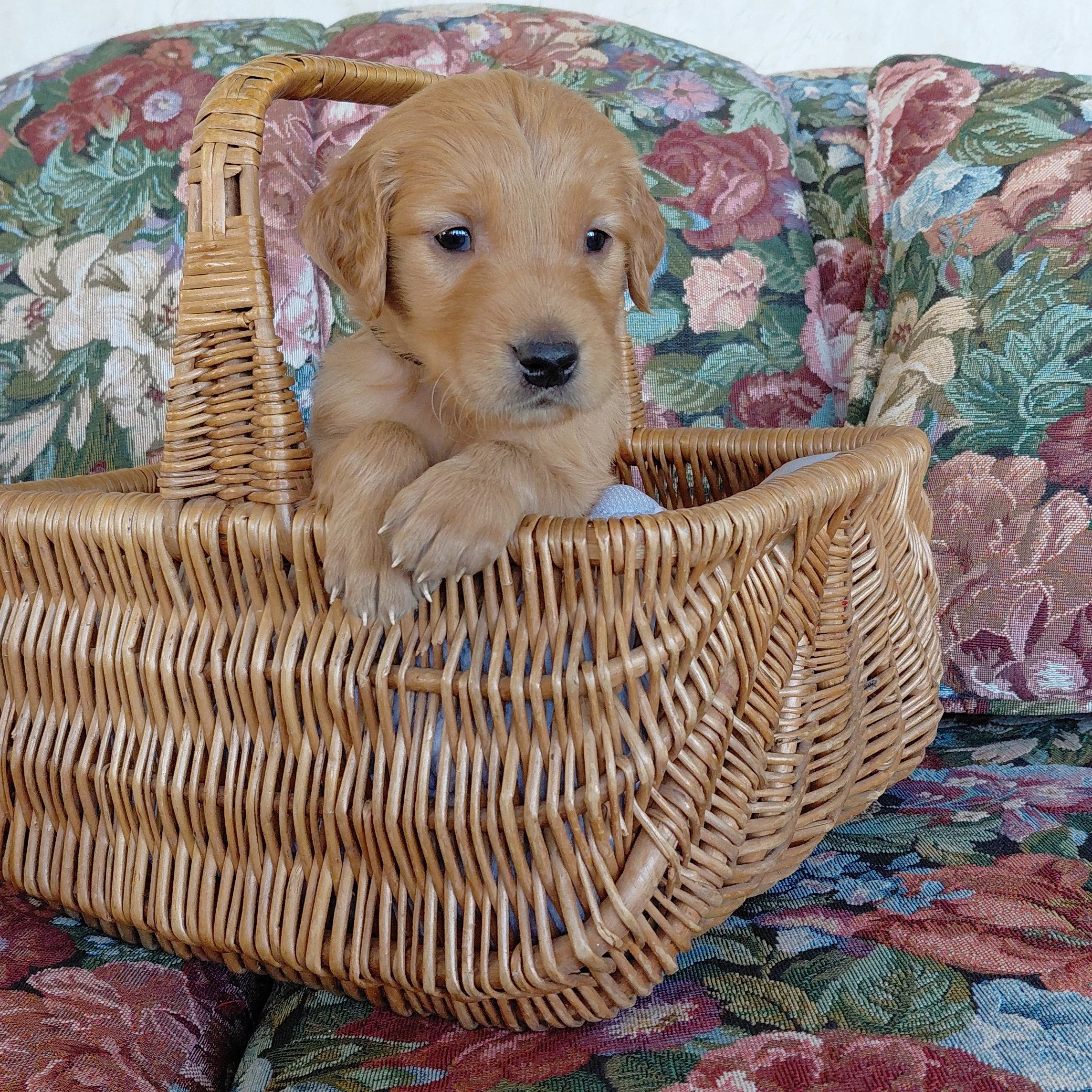 Zuko, the 4 week old Golden Retriever puppy sits in a basket on a floral couch with a black collar.