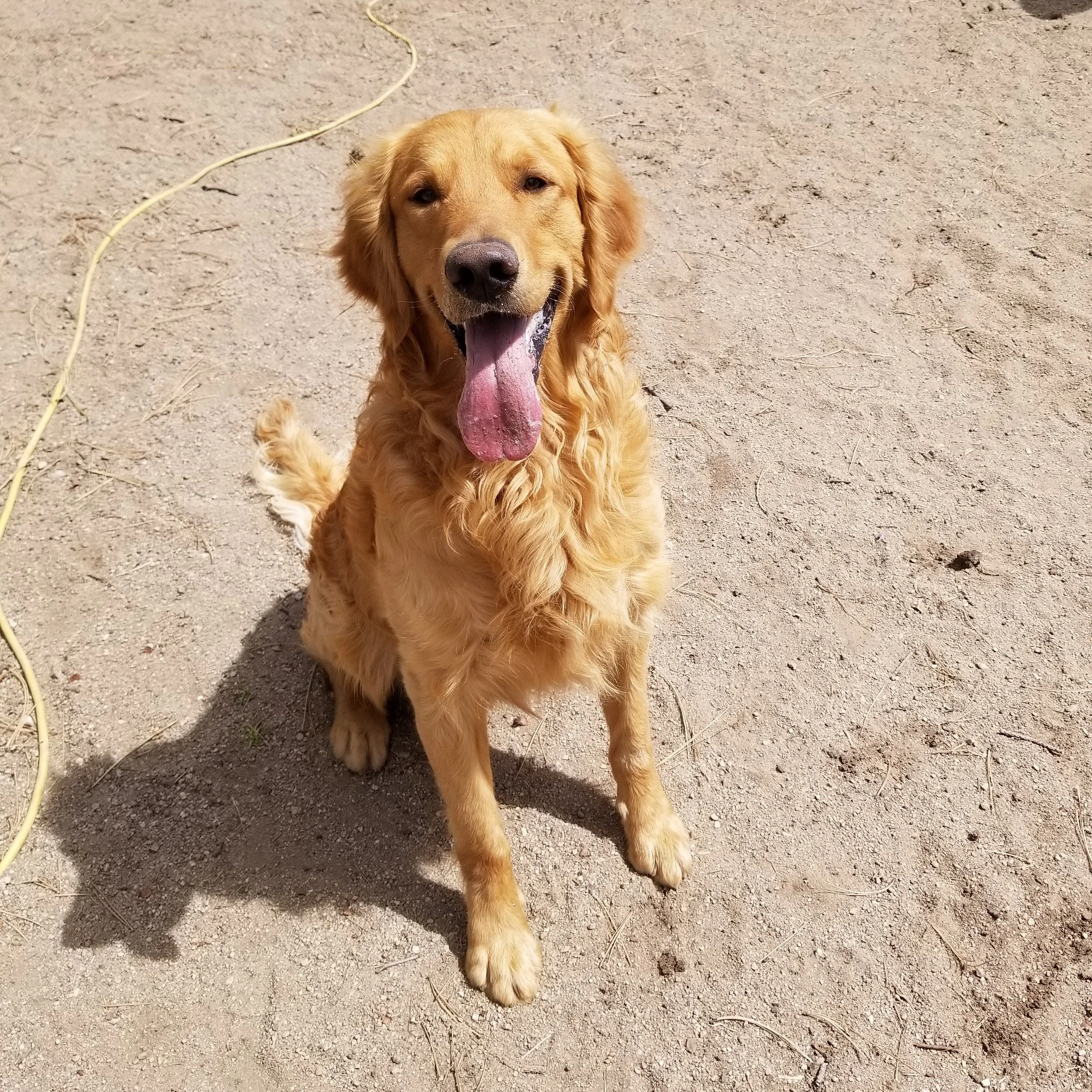 golden-retriever-ziggy04.jpg