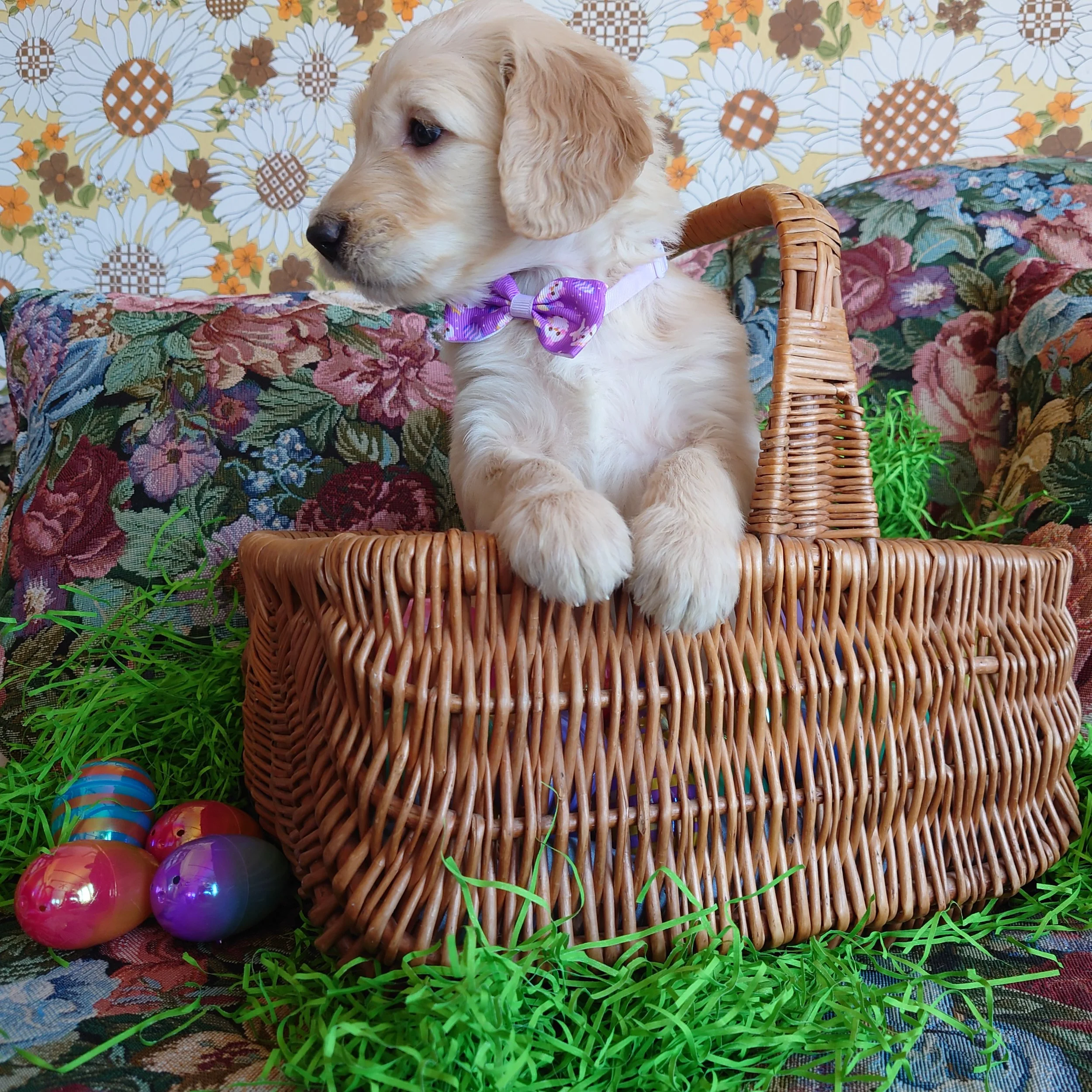 Rosalina the 5 week old F1 Goldendoodle puppy sits politely in a basket surrounded by colorful Easter Eggs.