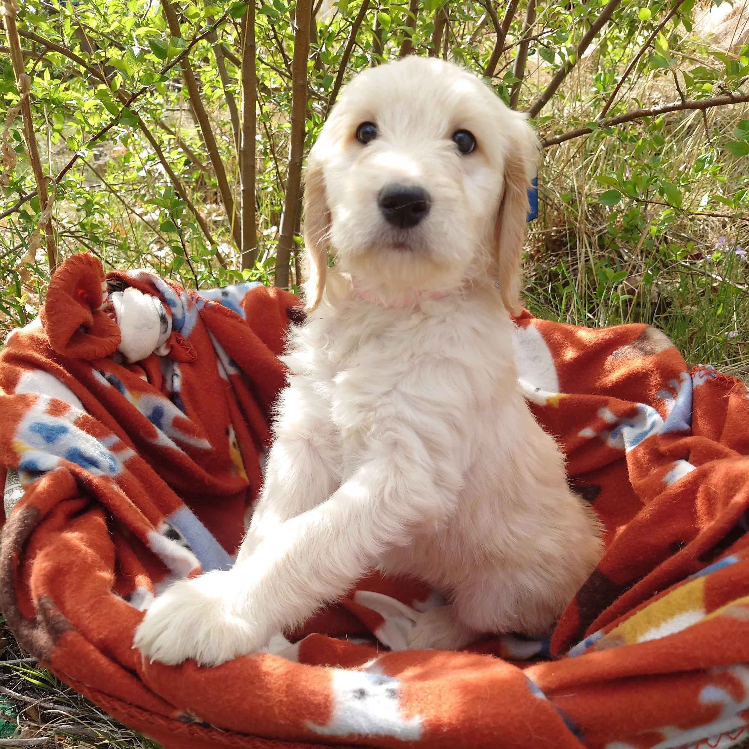 7 week old Peach the F1 Goldendoodle puppy sits paws on the edge of a basket with a fleece blanket. Behind her a painted Colorado flags on a flower shape.