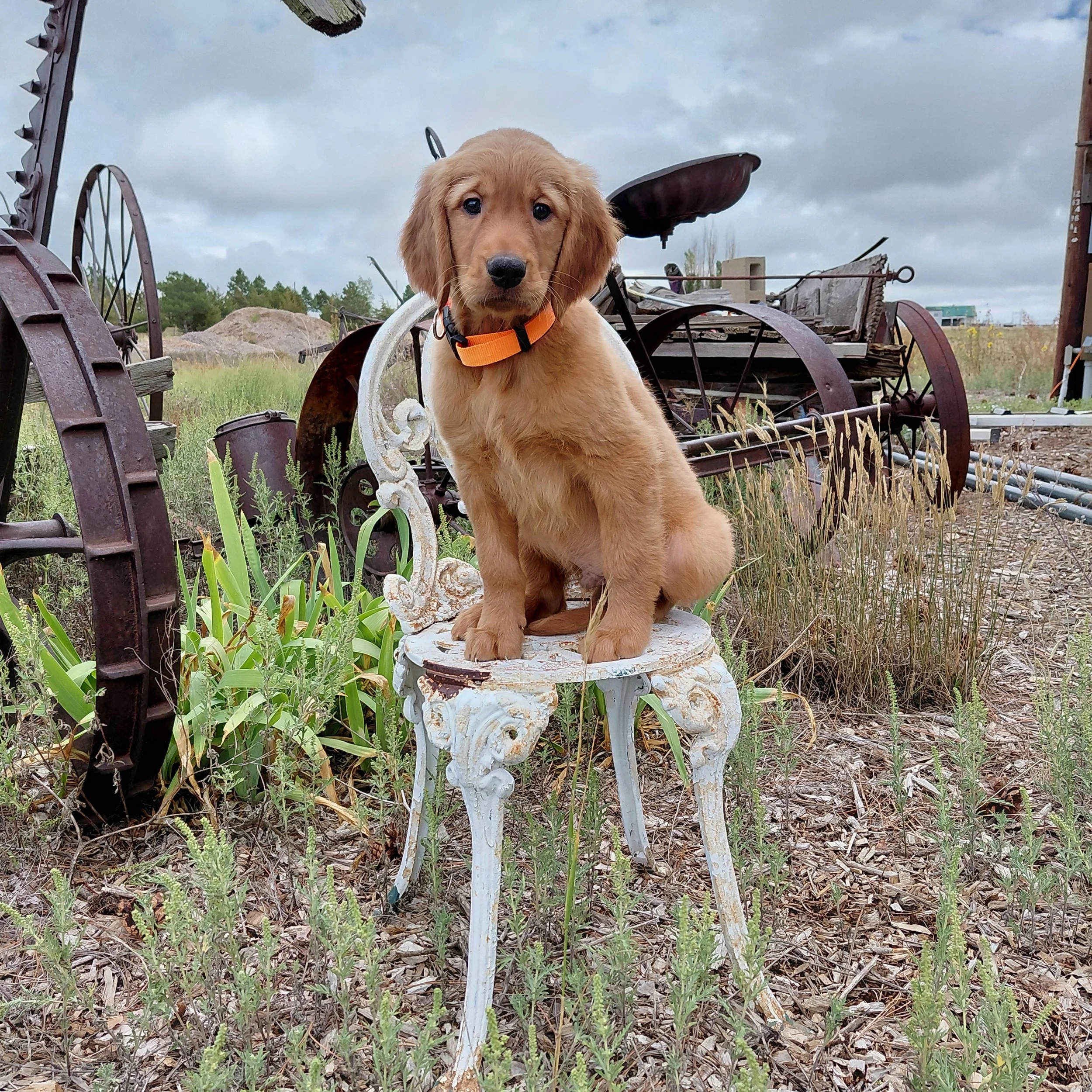 Sokka the 9 week old Golden Retriever puppy sits on a white metal antique chair with antique farm equipment behind him.