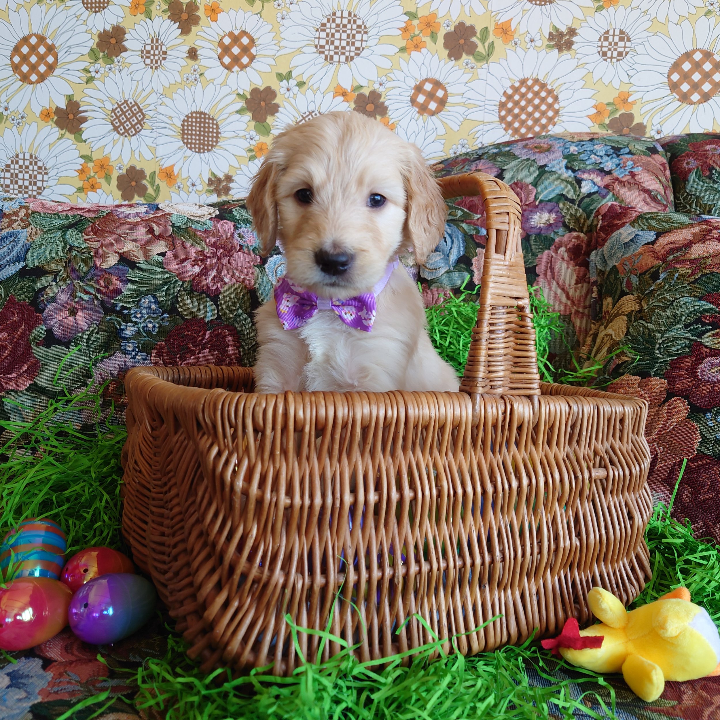 Rosalina the 5 week old F1 Goldendoodle puppy sits politely in a basket surrounded by colorful Easter Eggs.