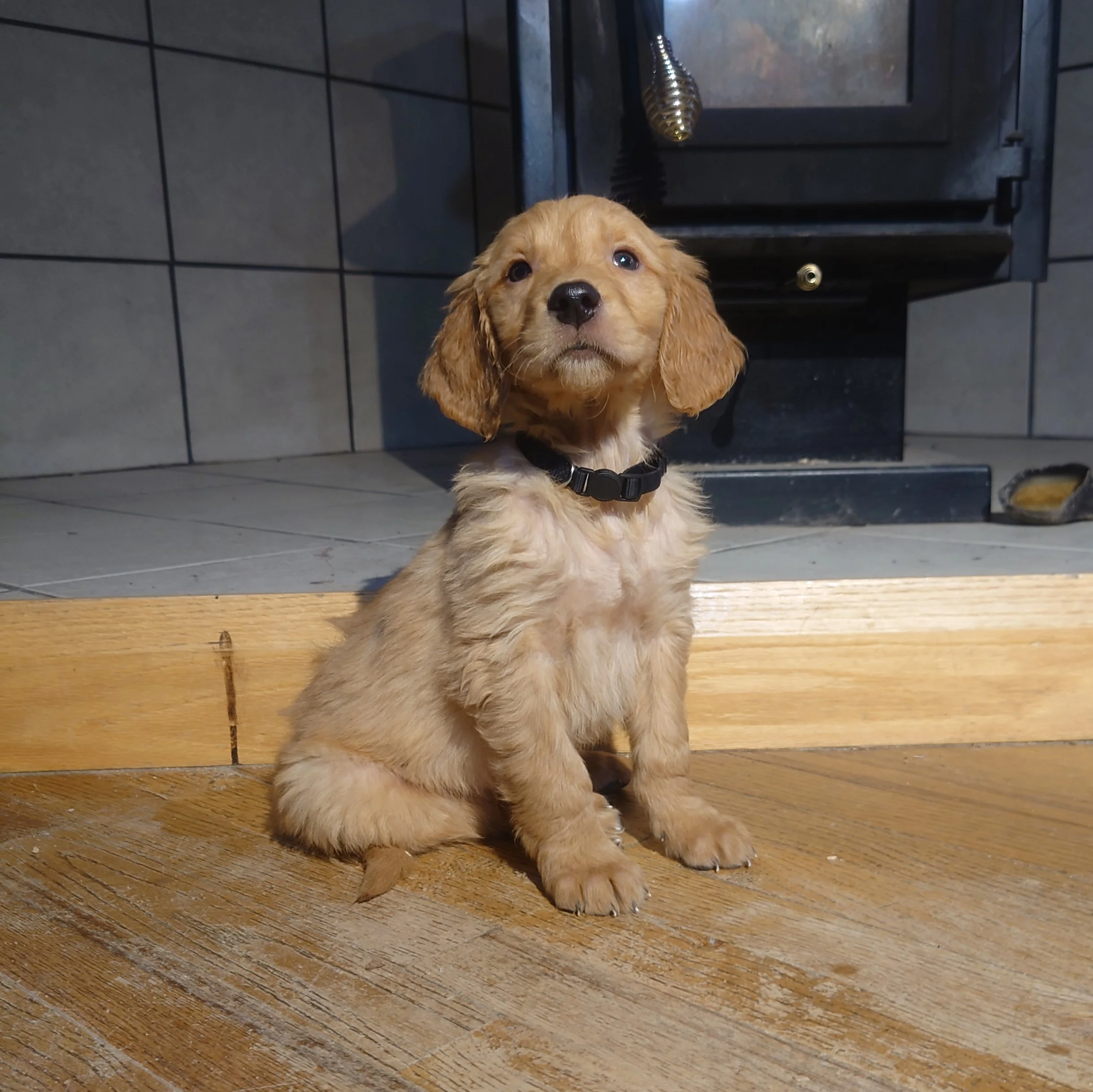 Tracker the 7 week old Golden Retriever puppy sits on a wooden floor in front of a wood fireplace.
