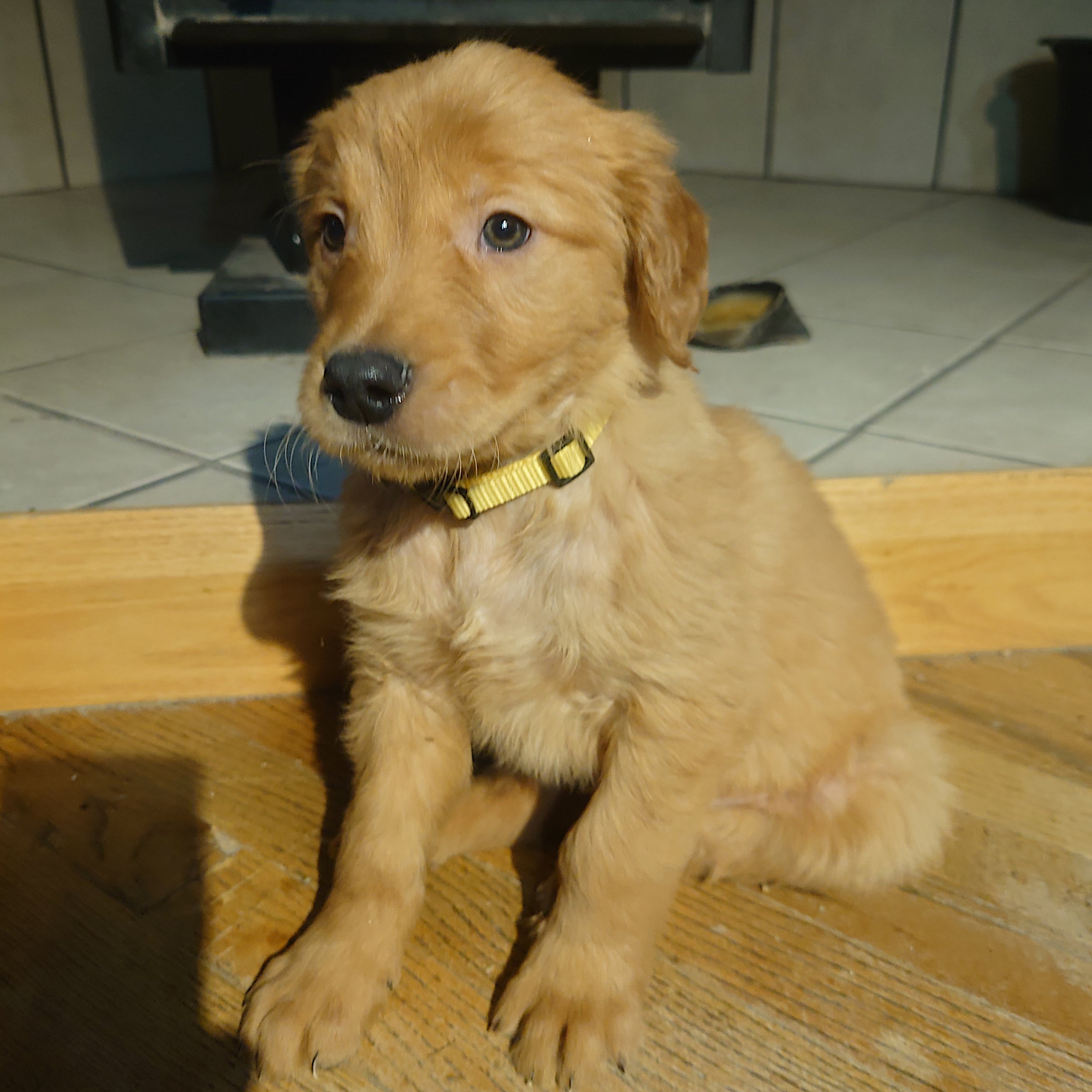 Rubble the 7 week old Golden Retriever puppy sits on a wooden floor in front of a wood fireplace.