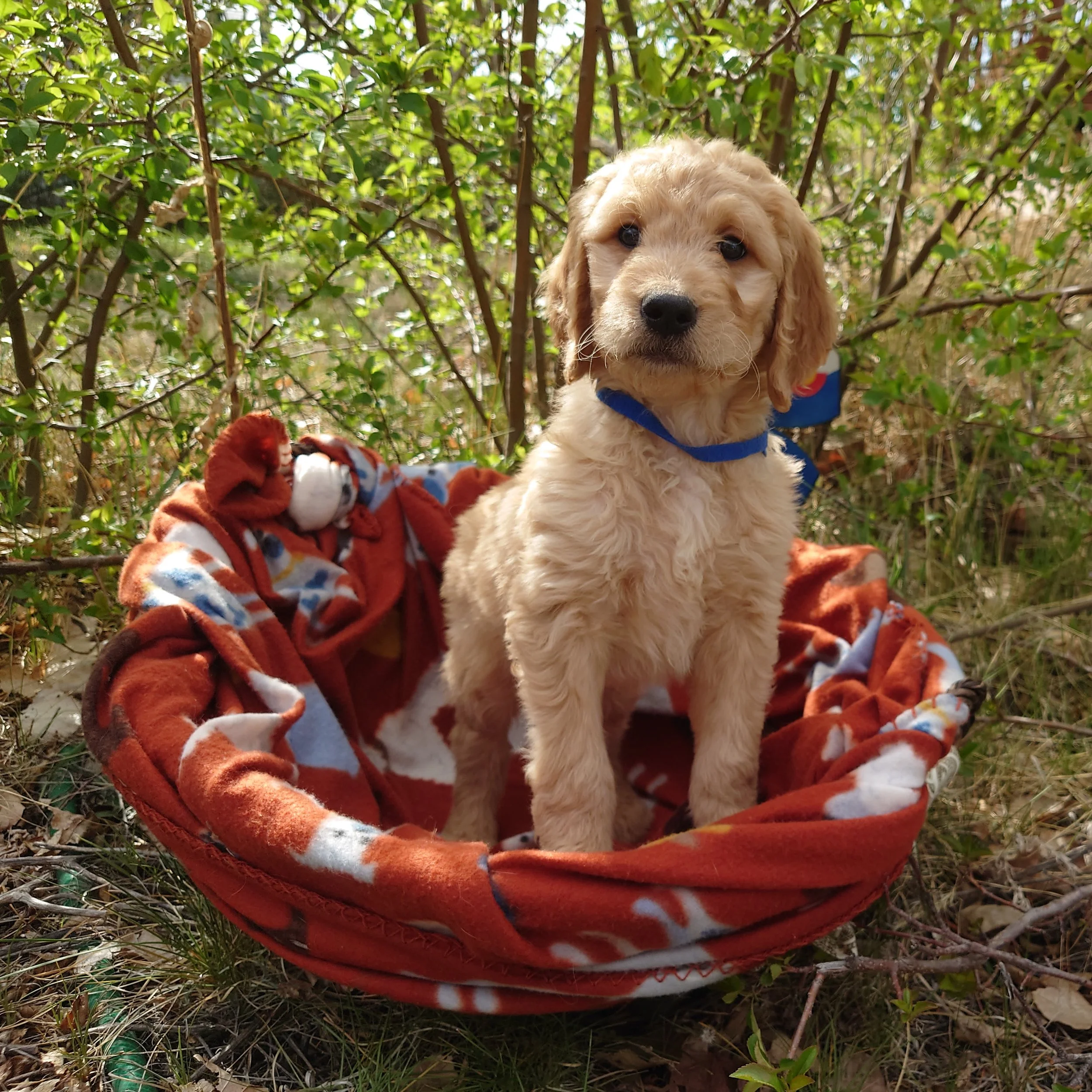 7 week old Mario the F1 Goldendoodle puppy sits in a basket with a fleece blanket. 