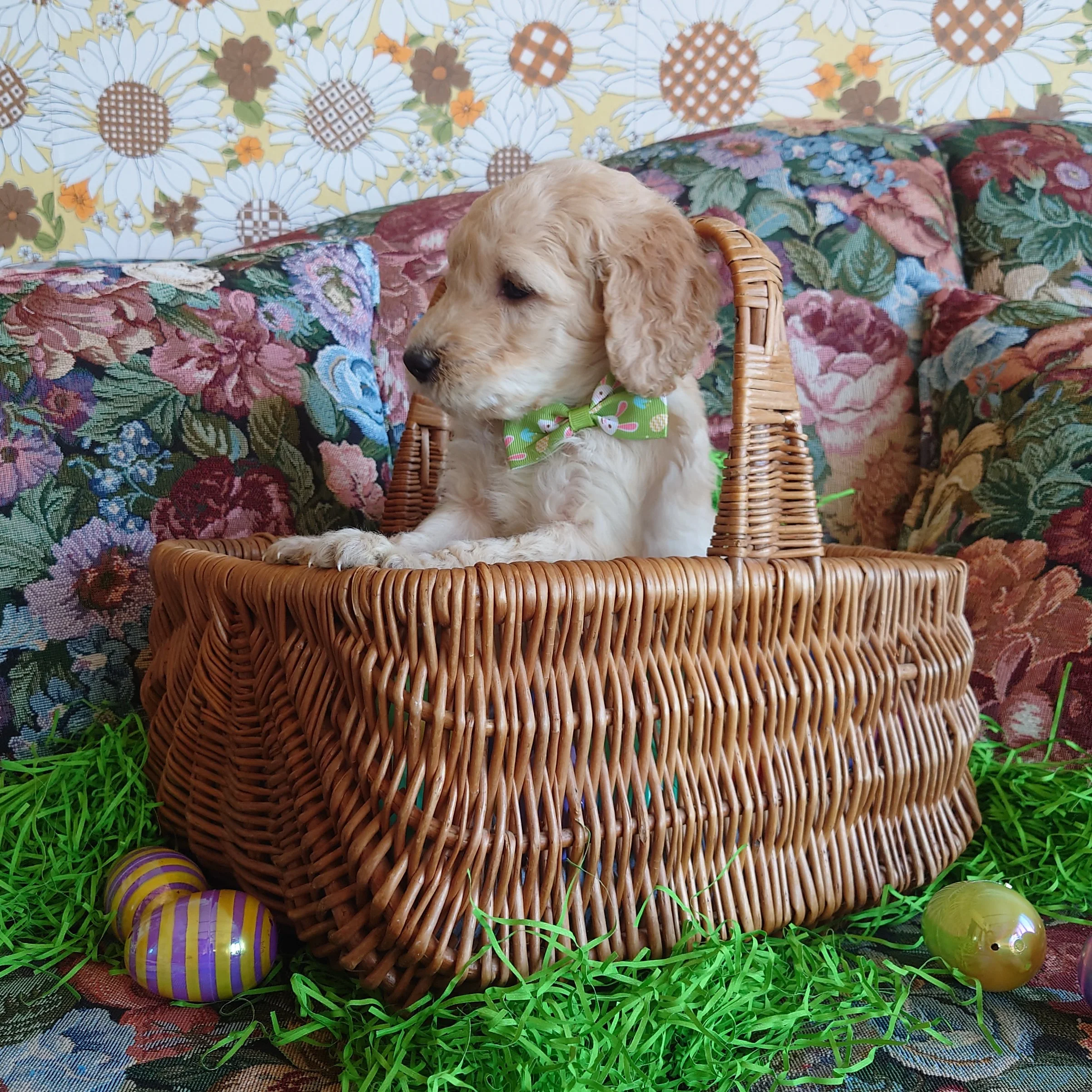 Yoshi the 5 week old F1 Goldendoodle puppy sits politely in a basket surrounded by colorful Easter Eggs.
