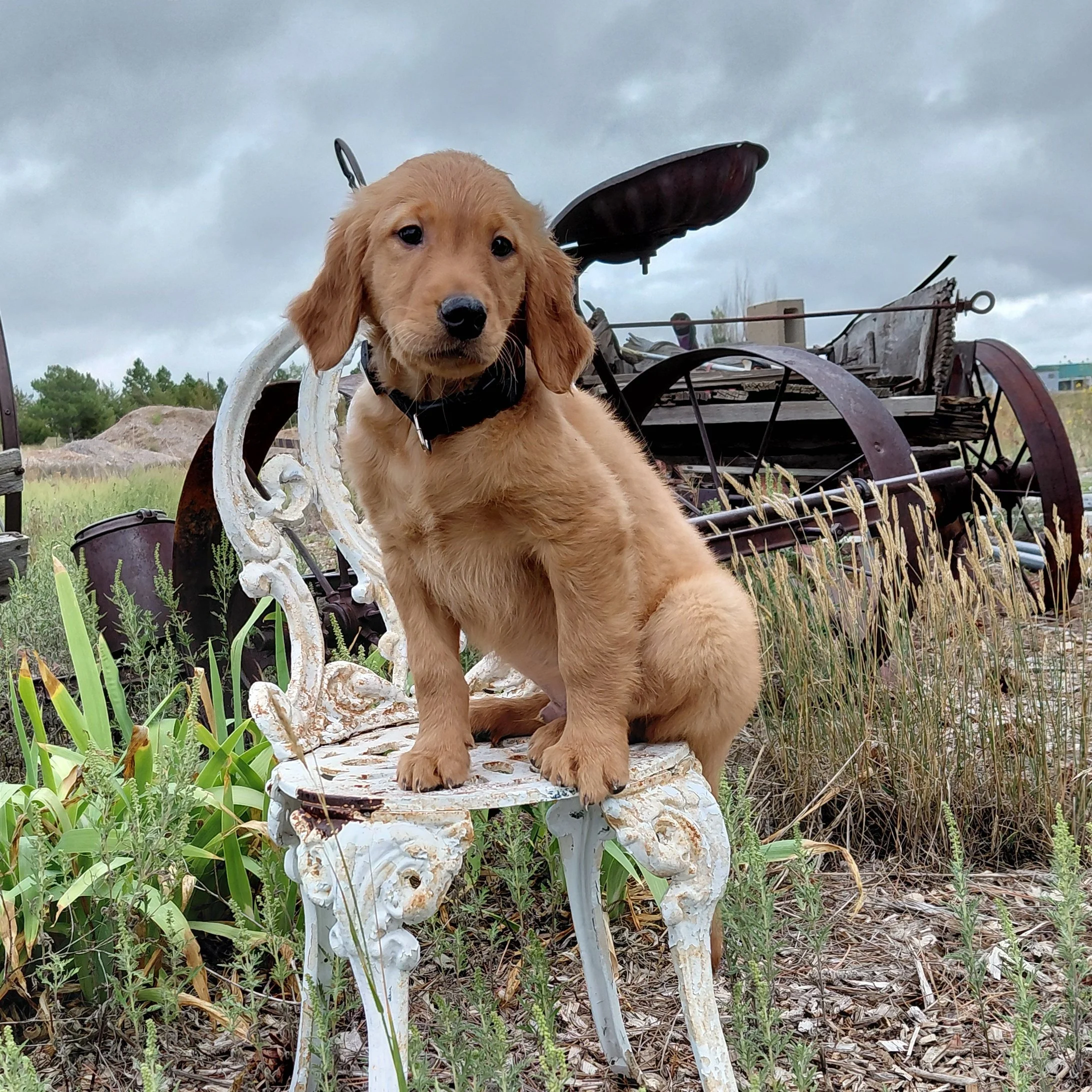 Zuko the 9 week old Golden Retriever puppy sits on a white metal antique chair with antique farm equipment behind him.