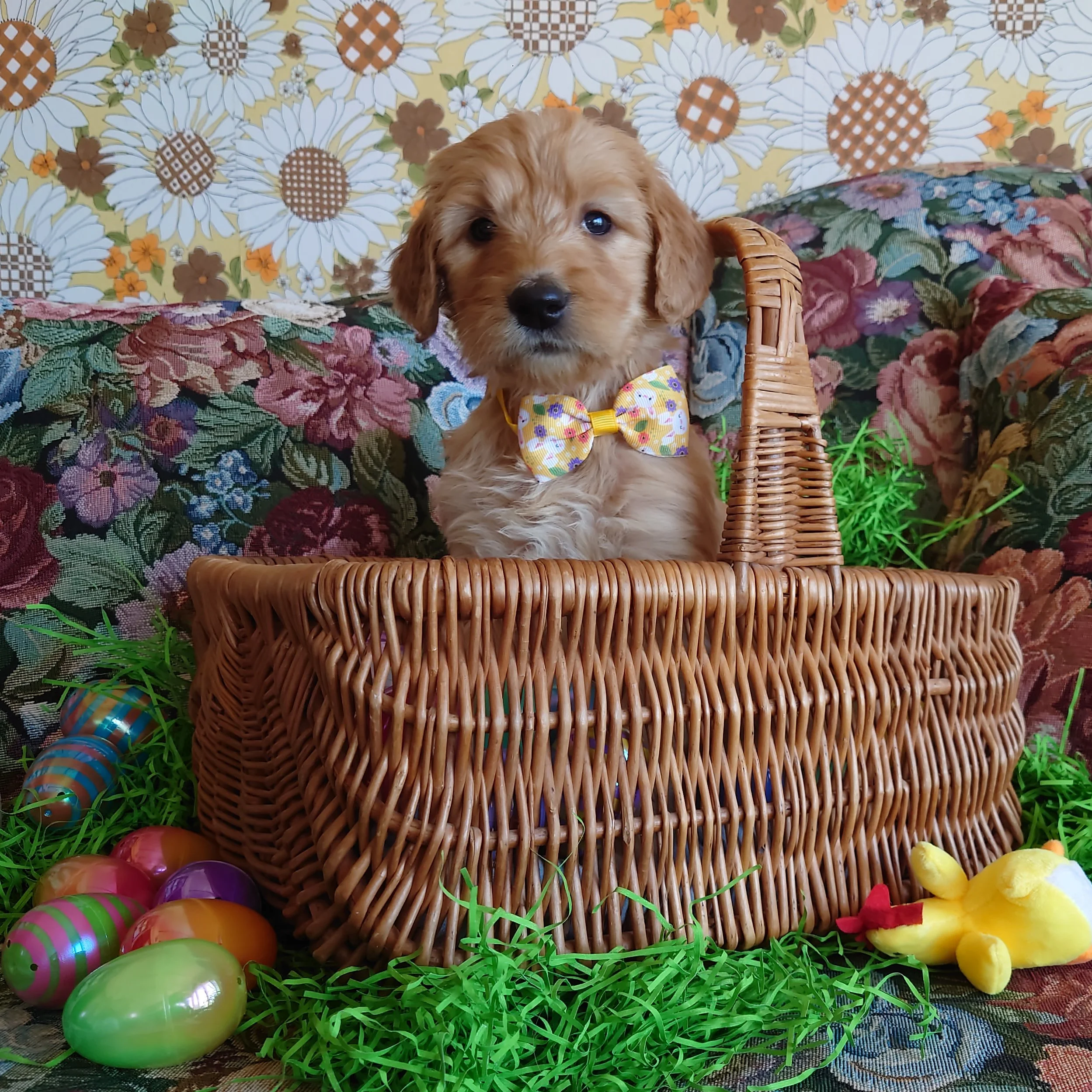 Daisy the 5 week old F1 Goldendoodle puppy sits politely in a basket surrounded by colorful Easter Eggs.