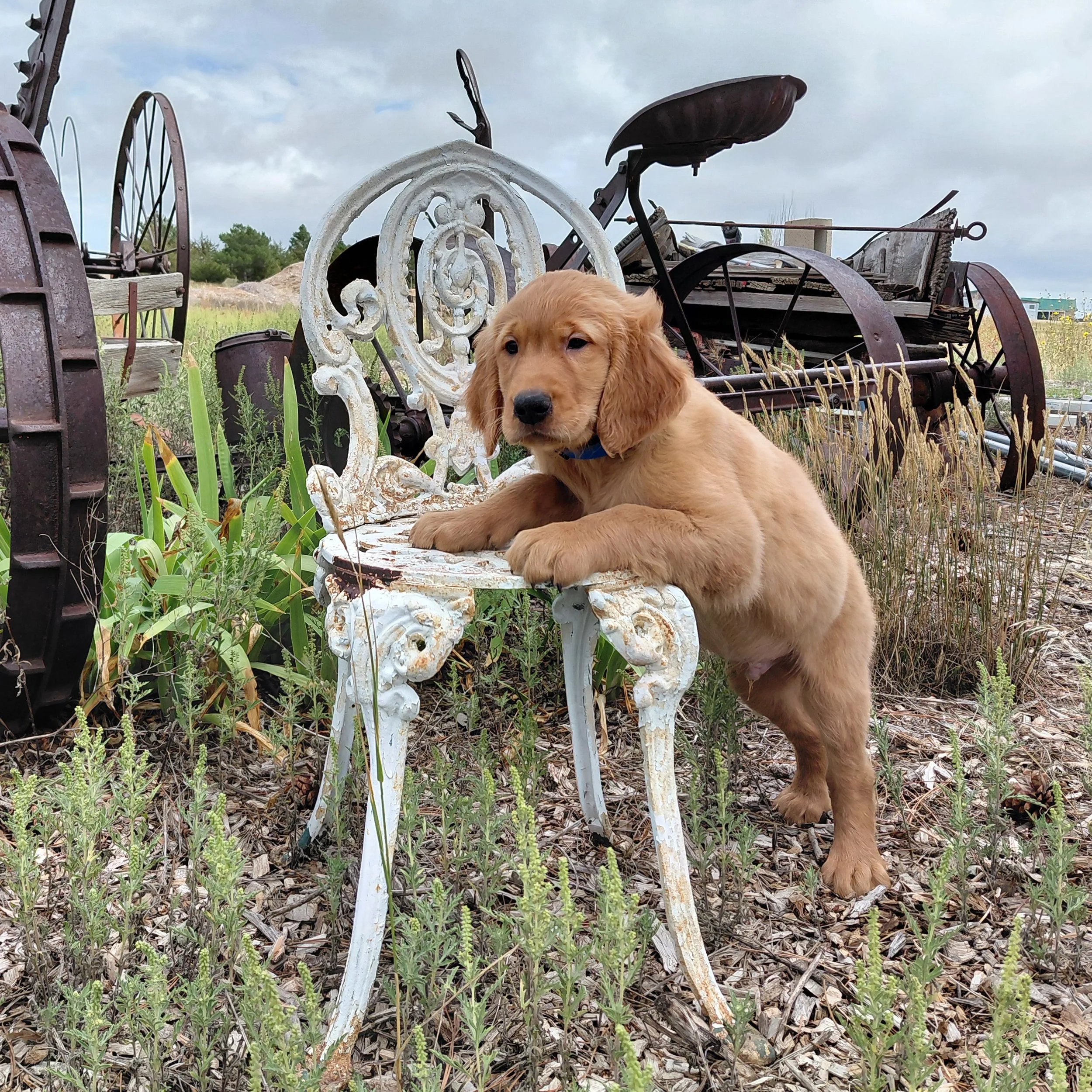 Appa the 9 week old Golden Retriever puppy leans over a white metal antique chair with antique farm equipment behind him.