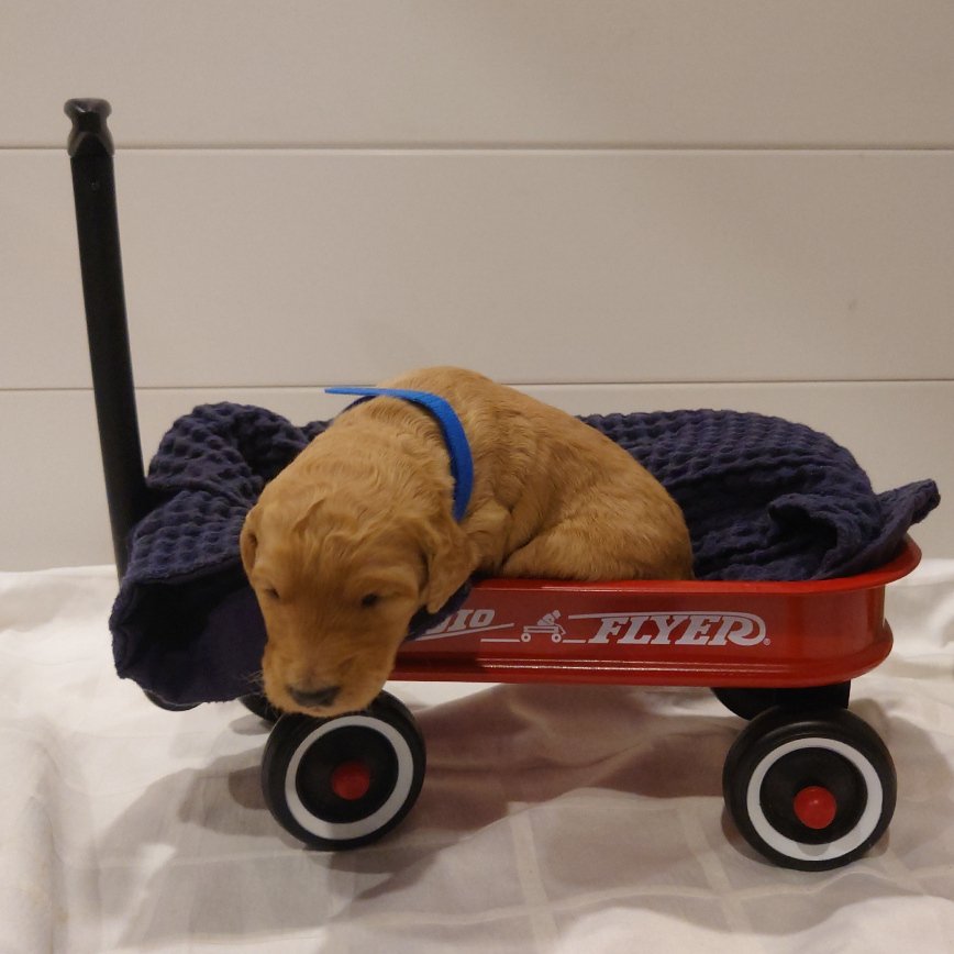 Mario the 12 day old F1 Goldendoodle puppy lays in a small radio flyer wagon.