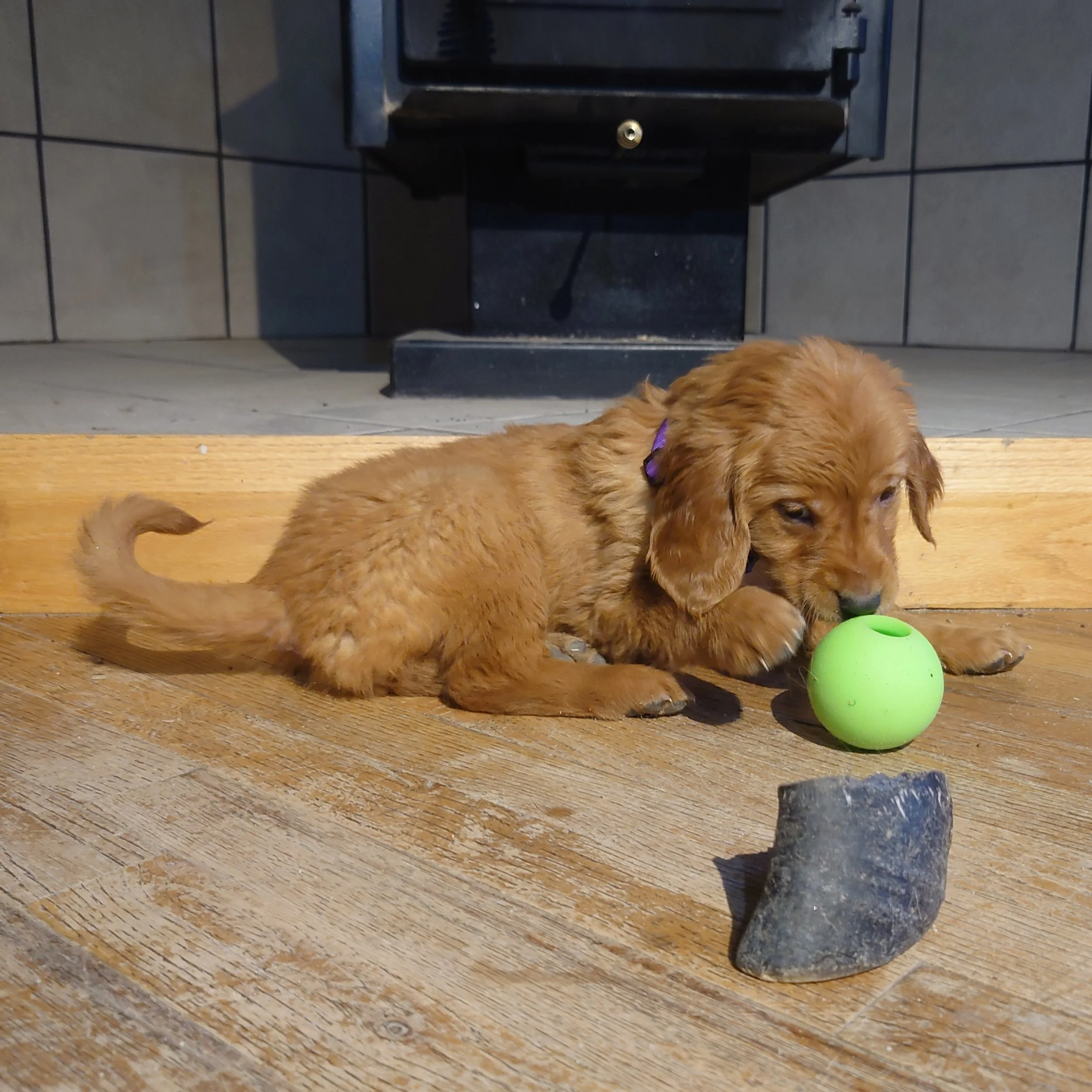 Roxi the 7 week old Golden Retriever puppy plays wit a ball on a wooden floor in front of a wood fireplace.