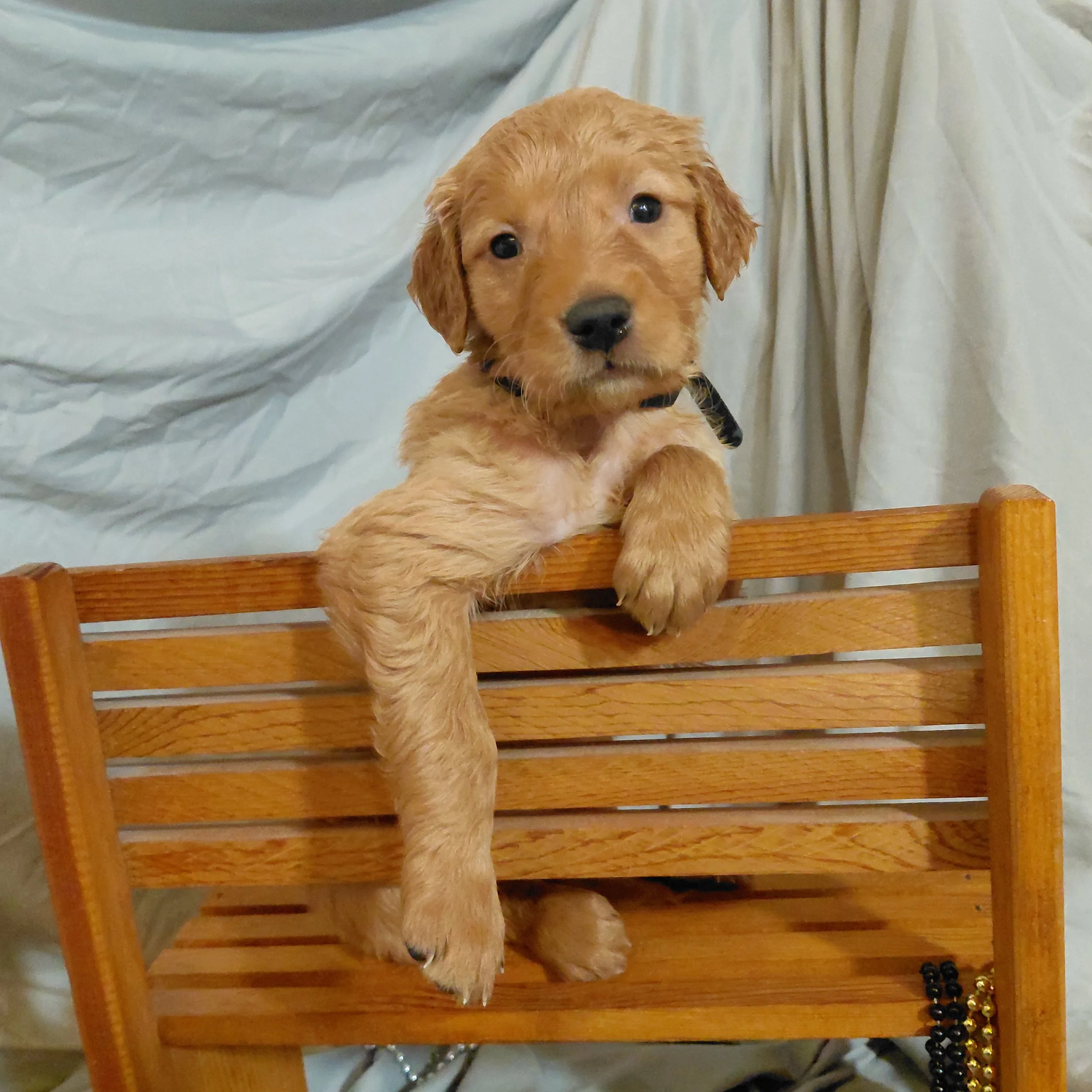 Tracker the 5 week old Golden Retriever poses with his paws over on a mini wooden bench.