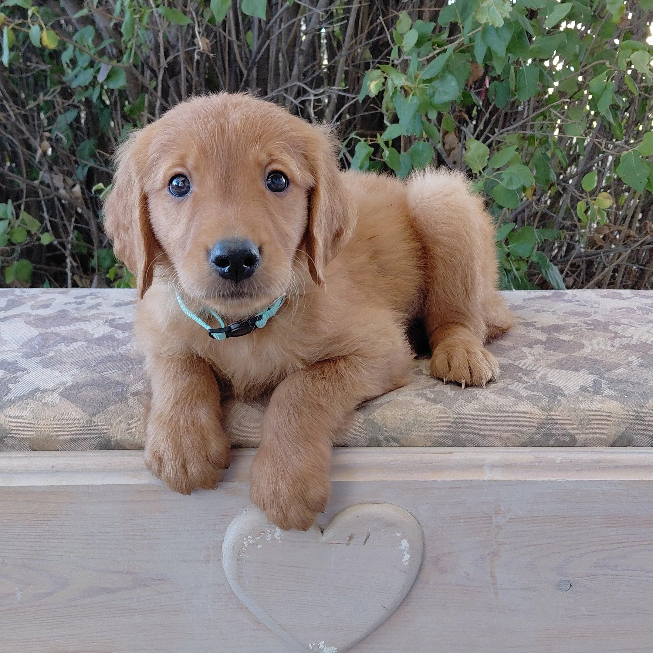 Aang, the 7 week old Golden Retriever puppy is on a bench in front of a lilac bush.
