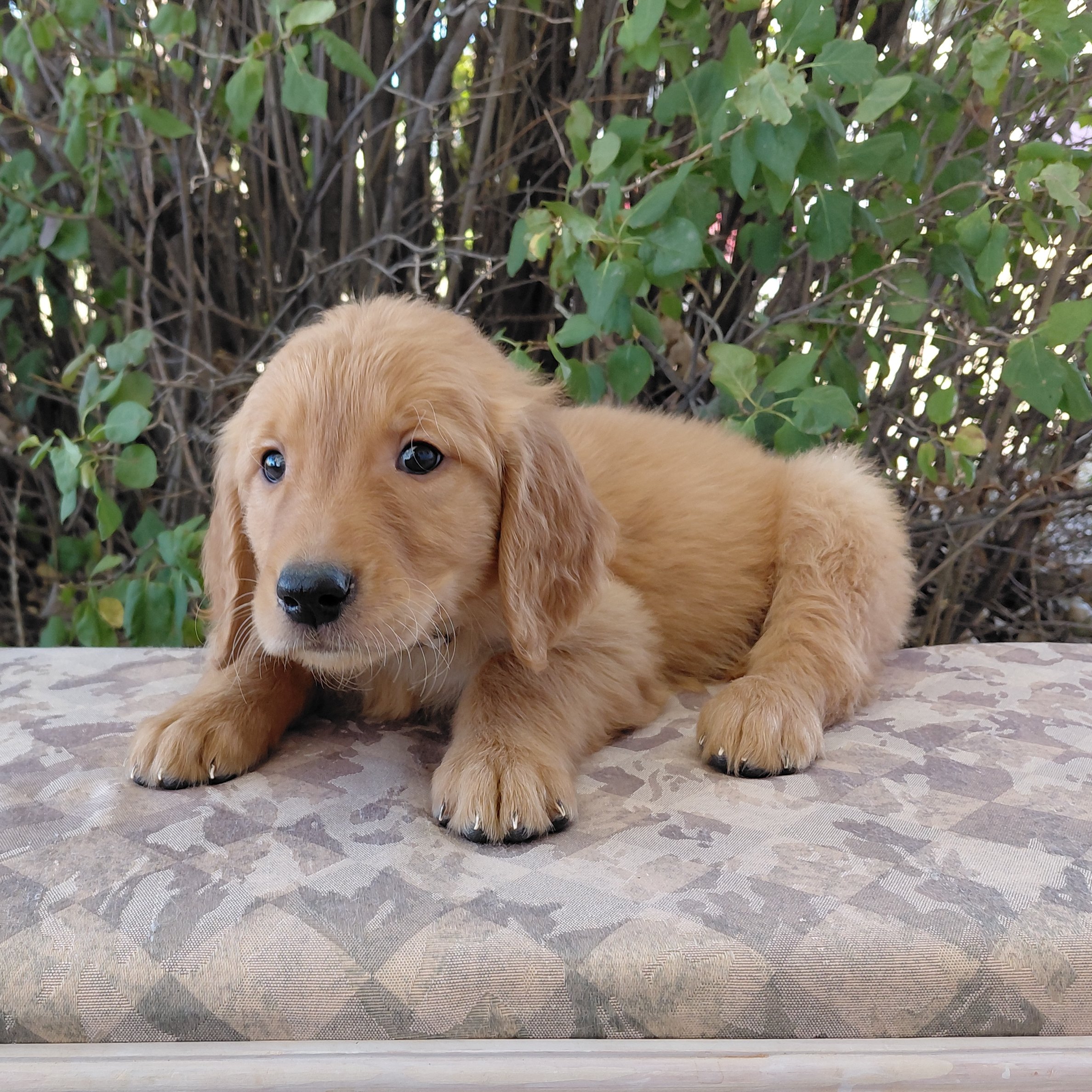 Suki, the 7 week old Golden Retriever puppy is on a bench in front of a lilac bush.