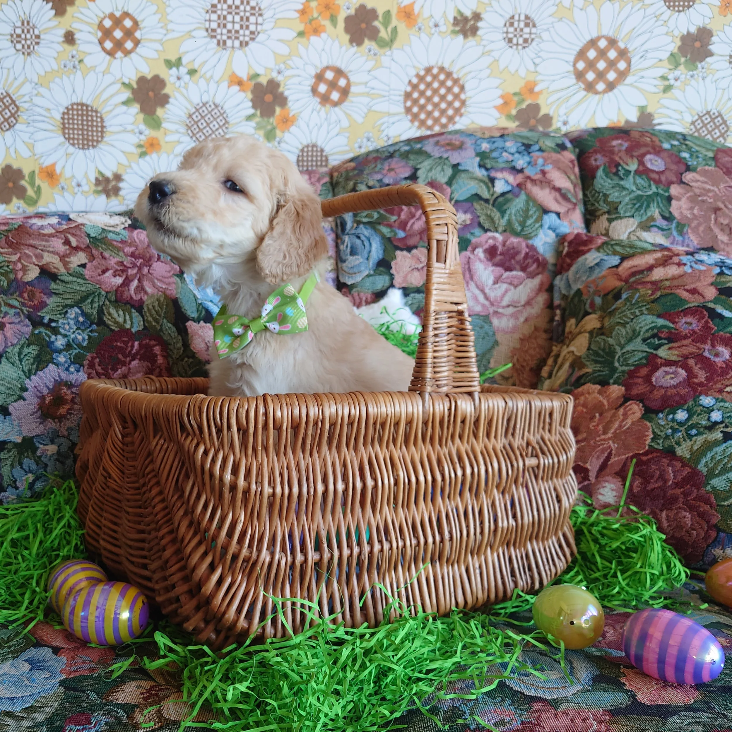 Yoshi the 5 week old F1 Goldendoodle puppy talks while in a basket surrounded by colorful Easter Eggs.