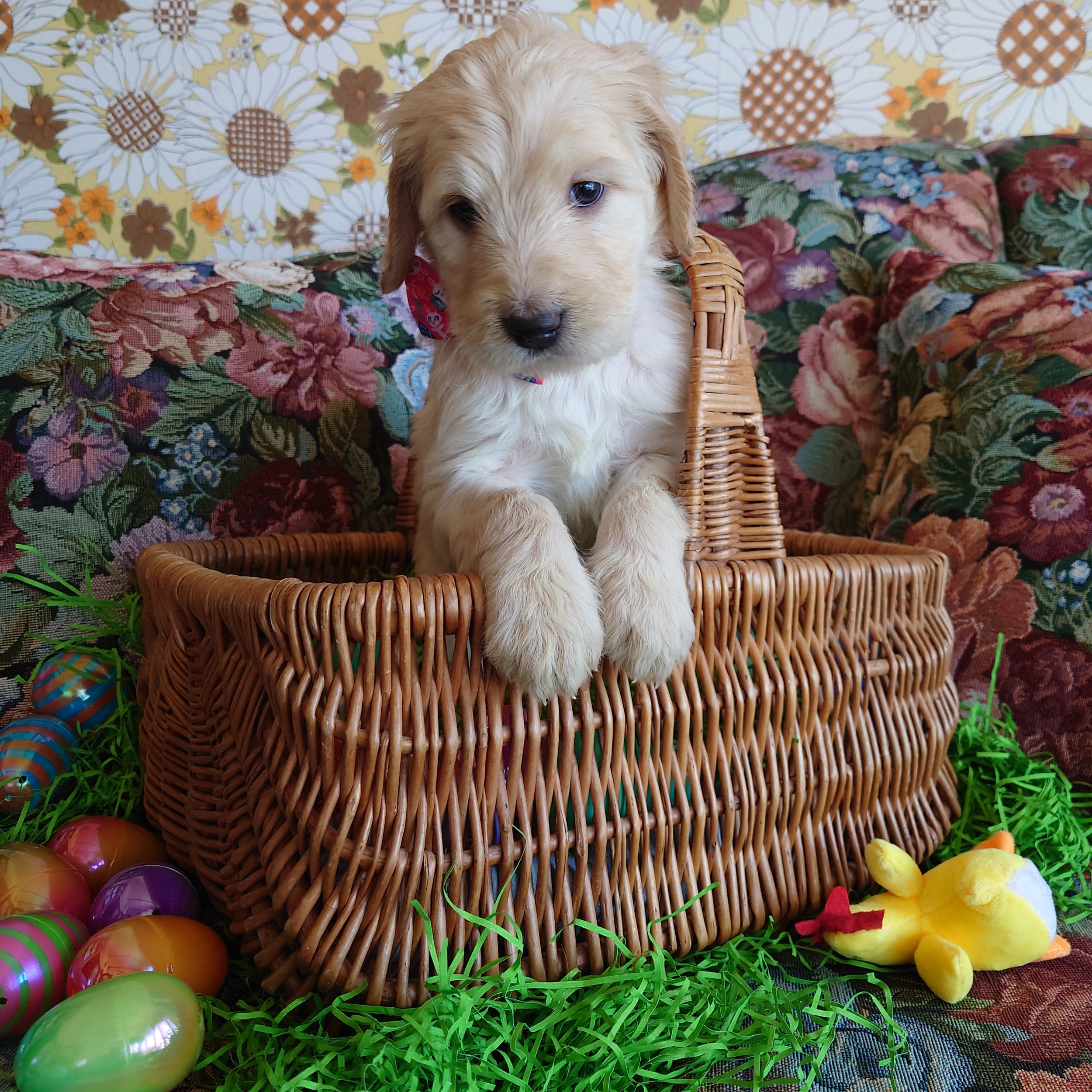Peach the 5 week old F1 Goldendoodle puppy sits politely in a basket surrounded by colorful Easter Eggs.