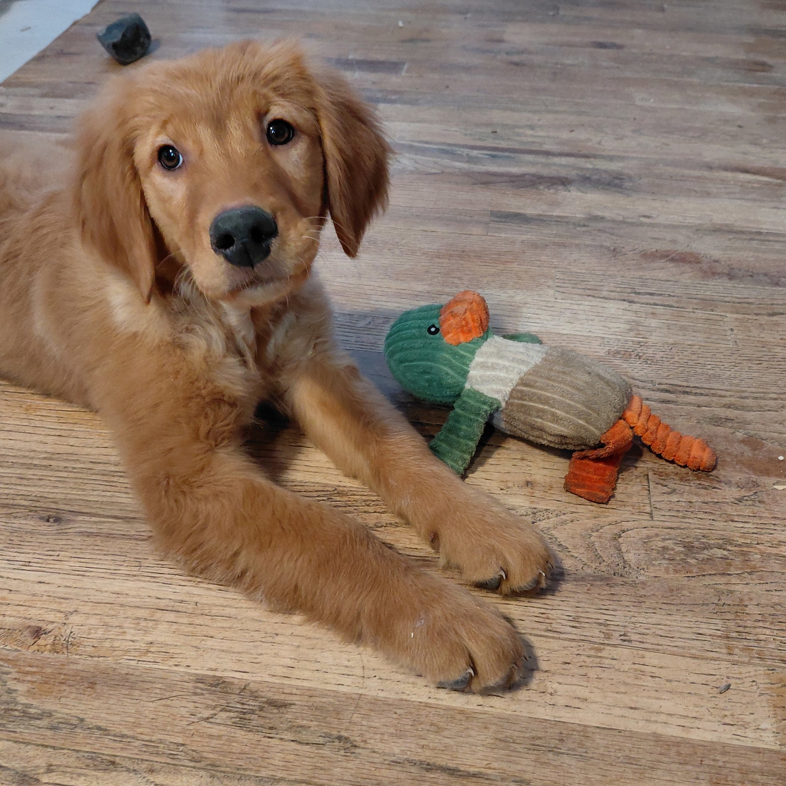 Rubble the 12 week old Golden Retriever puppy plays with a stuffed duck toy on a wooden floor.