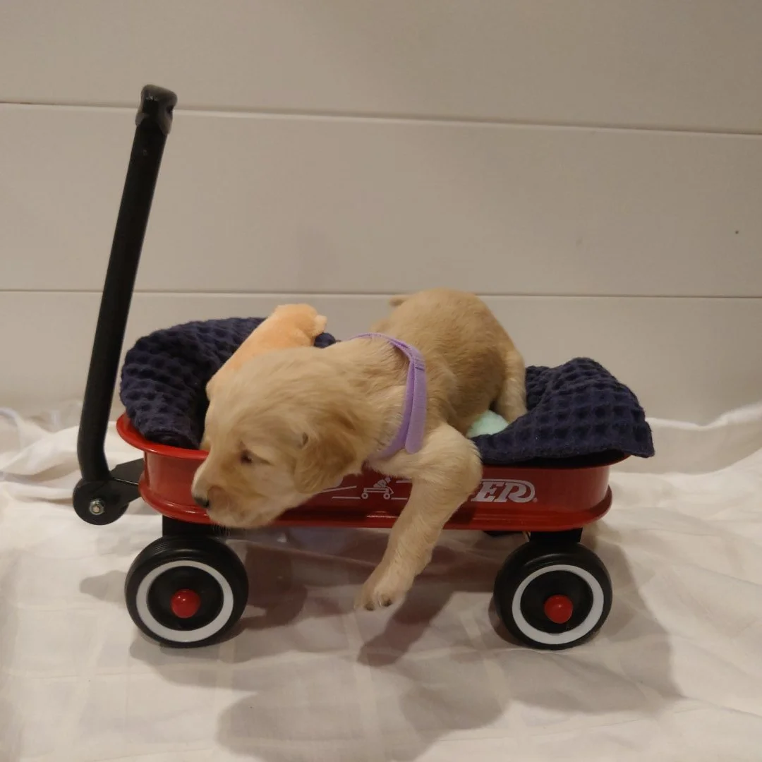 Rosalina the 12 day old F1 Goldendoodle puppy lays in a small radio flyer wagon.