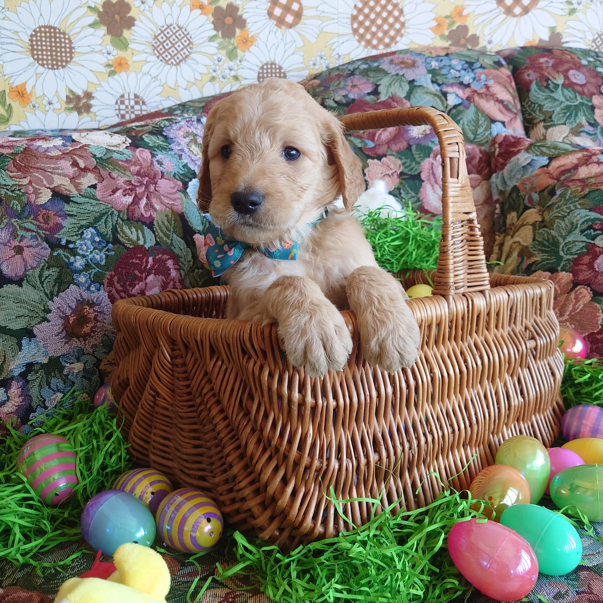 Bowser the 5 week old F1 Goldendoodle puppy sits politely in a basket surrounded by colorful Easter Eggs.