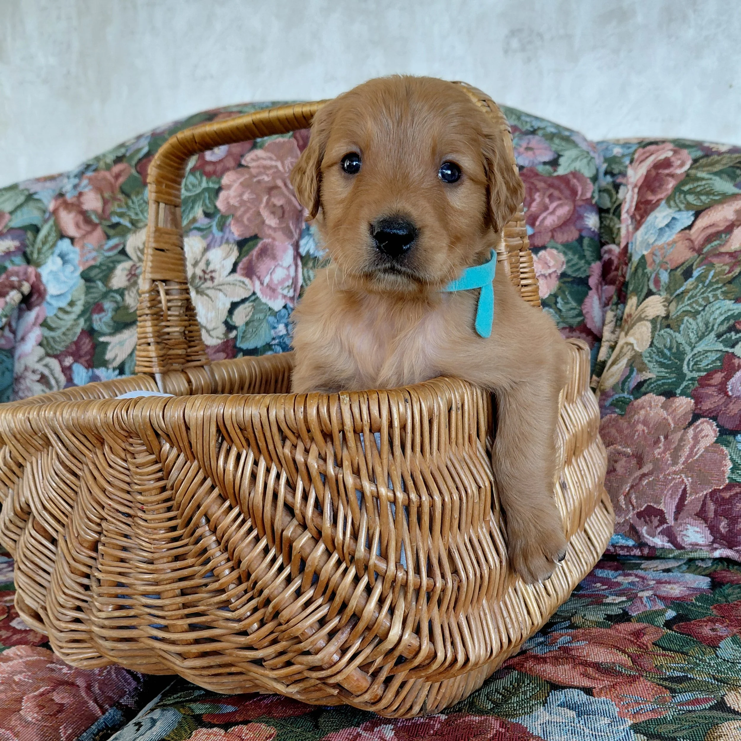 Aang, the 4 week old Golden Retriever puppy sits in a basket on a floral couch with a teal collar.