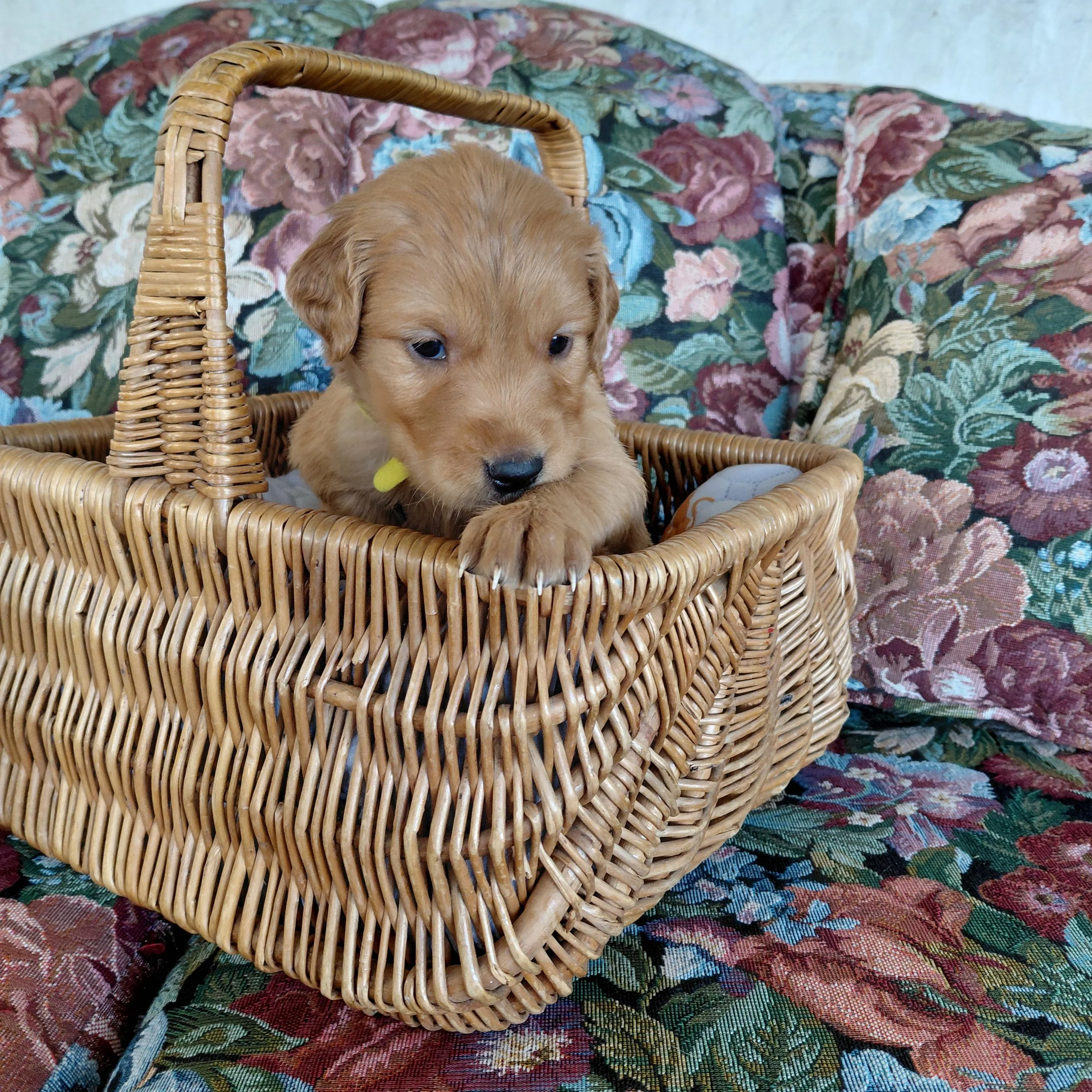 King Bumi, the 4 week old Golden Retriever puppy sits in a basket on a floral couch with a yellow collar.