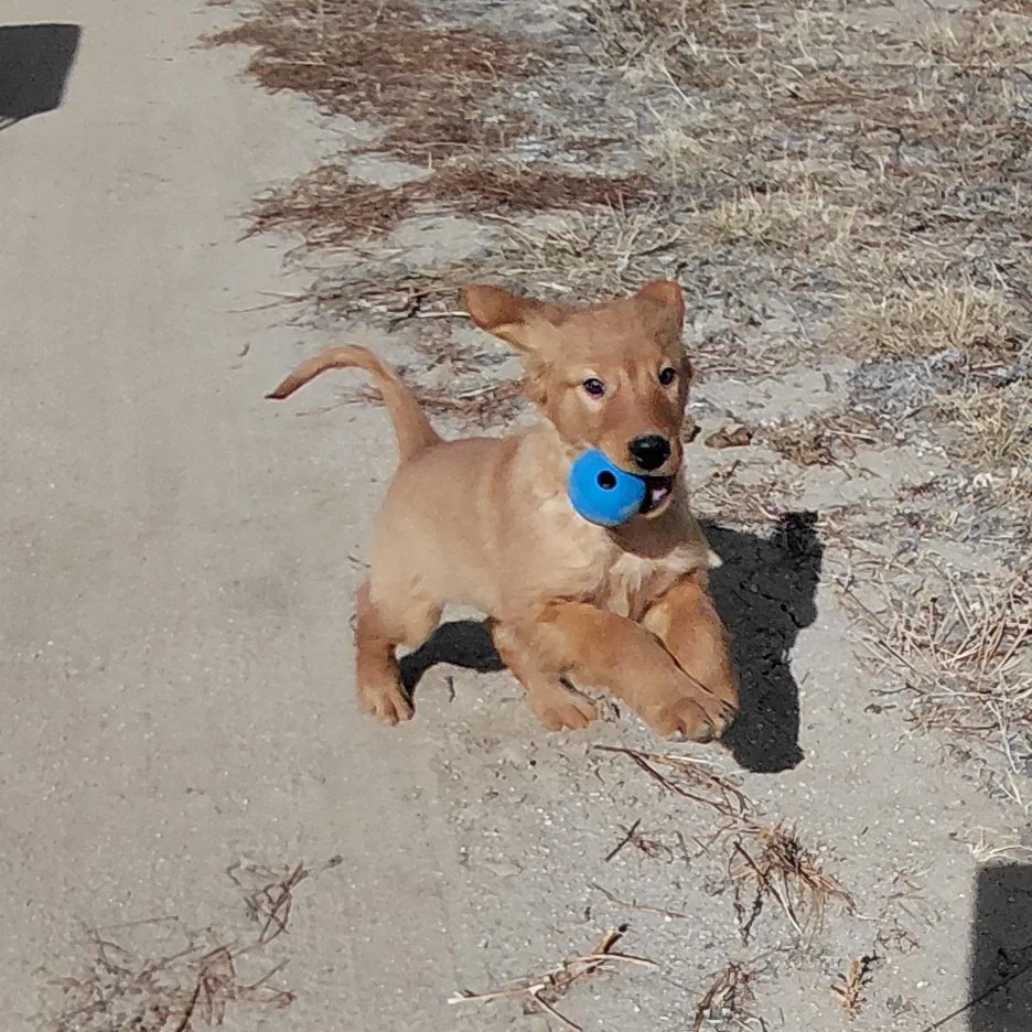 Rubble the 11 week old Golden Retriever puppy playing with a blue ball outside.