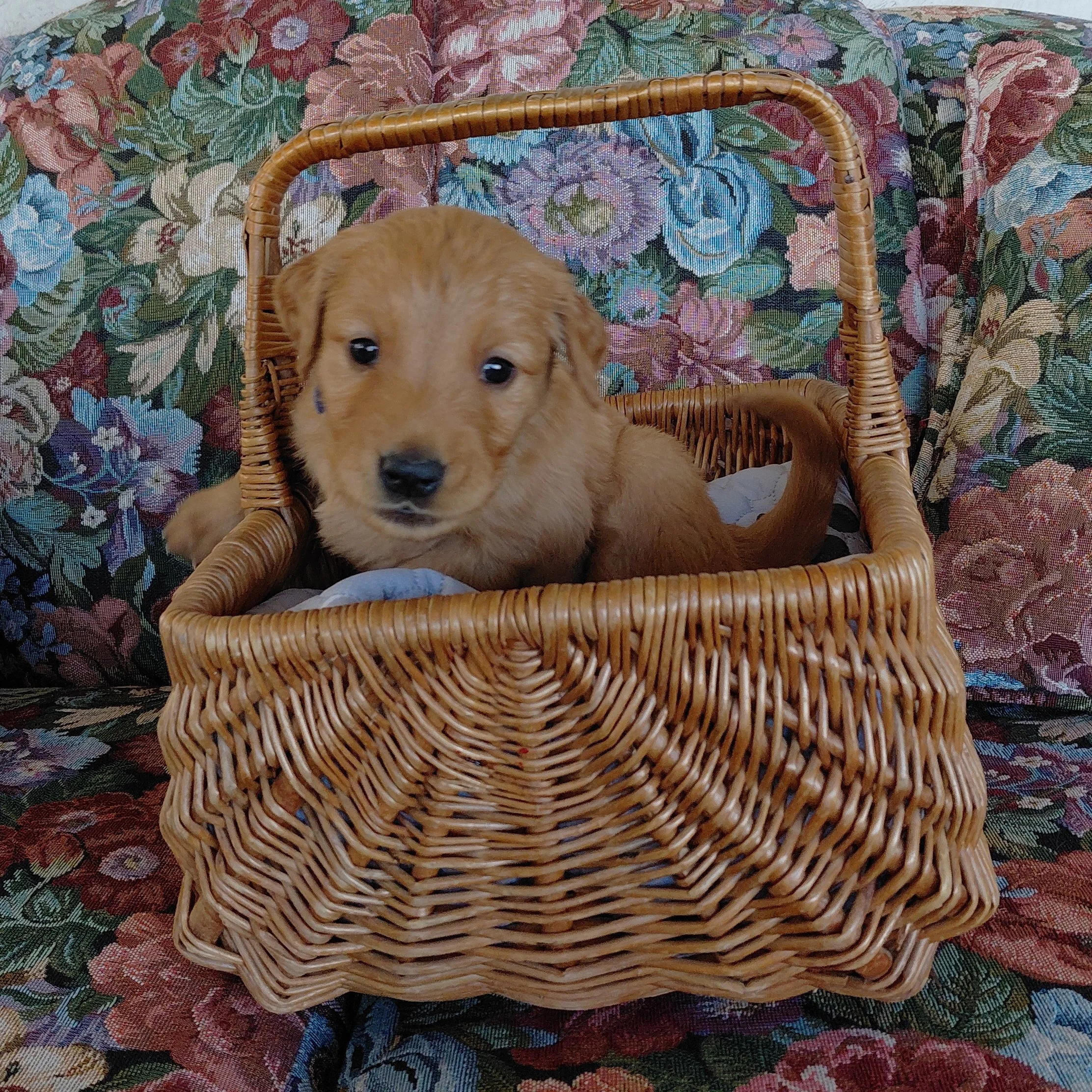 Appa, the 4 week old Golden Retriever puppy sits in a basket on a floral couch with a blue collar.