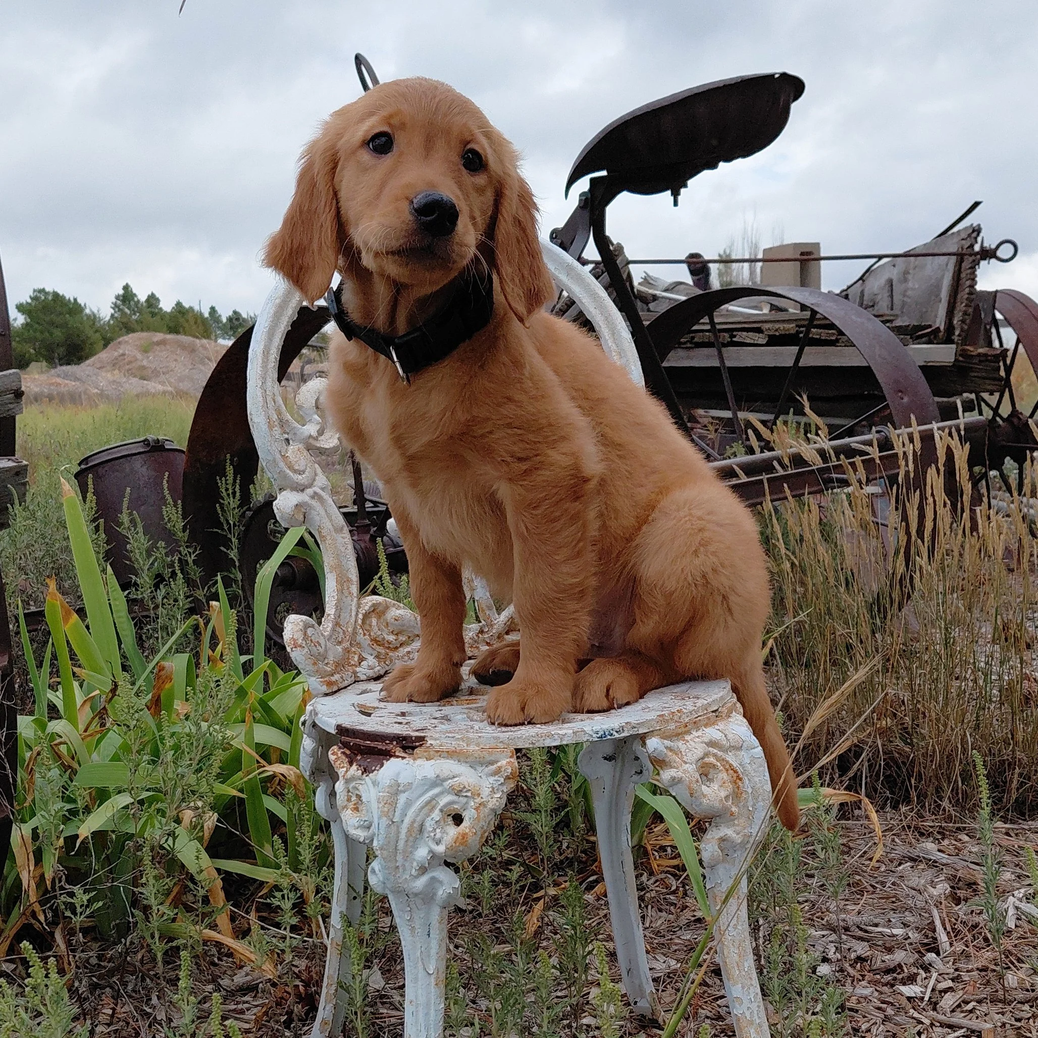 Zuko the 9 week old Golden Retriever puppy sits on a white metal antique chair with antique farm equipment behind him.