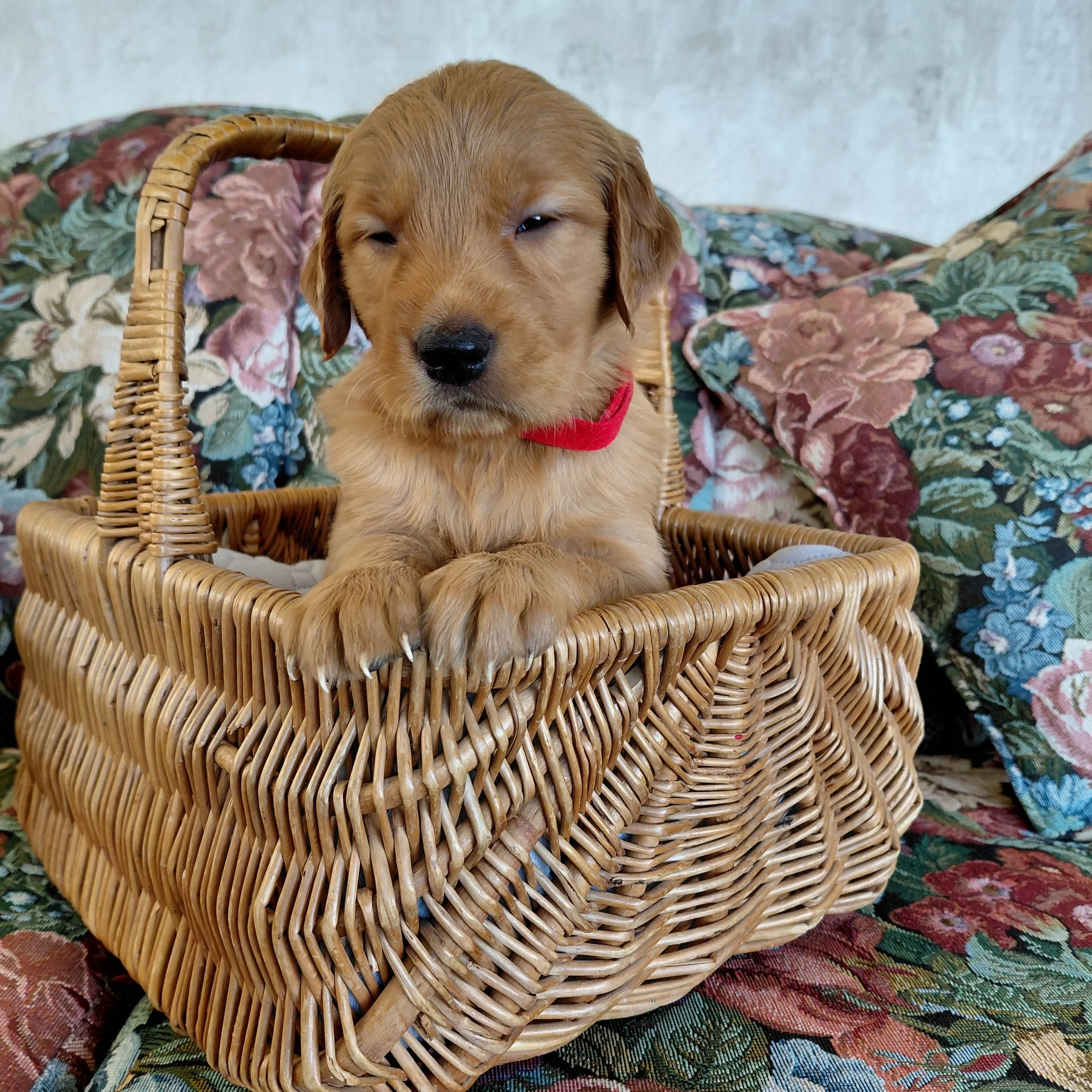 Katara, the 4 week old Golden Retriever puppy sits in a basket on a floral couch with a red collar.