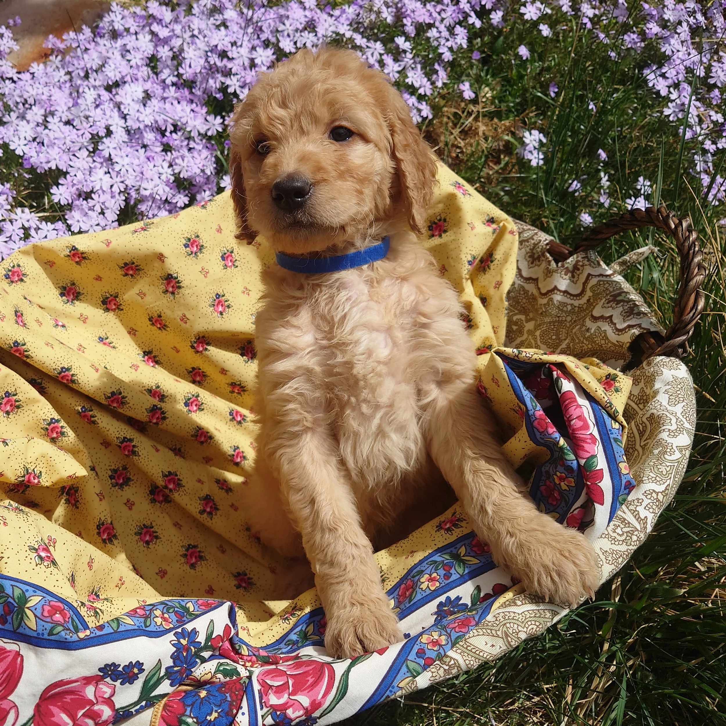 Mario the 6 week old F1 Goldendoodle puppy stands at the edge of a basket surrounded by purple phlox flowers.