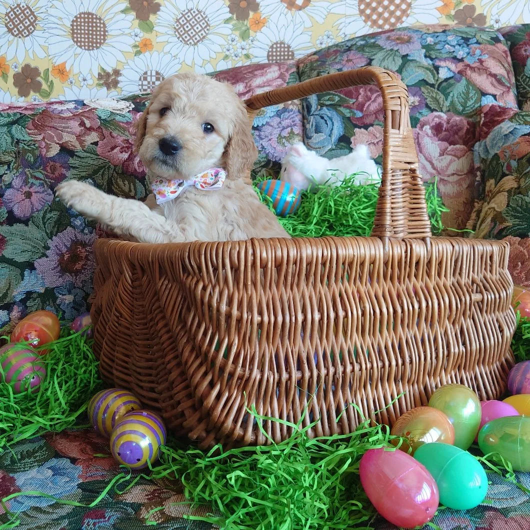 Lumas the 5 week old F1 Goldendoodle puppy sits politely, paw raised while in a basket surrounded by colorful Easter Eggs.