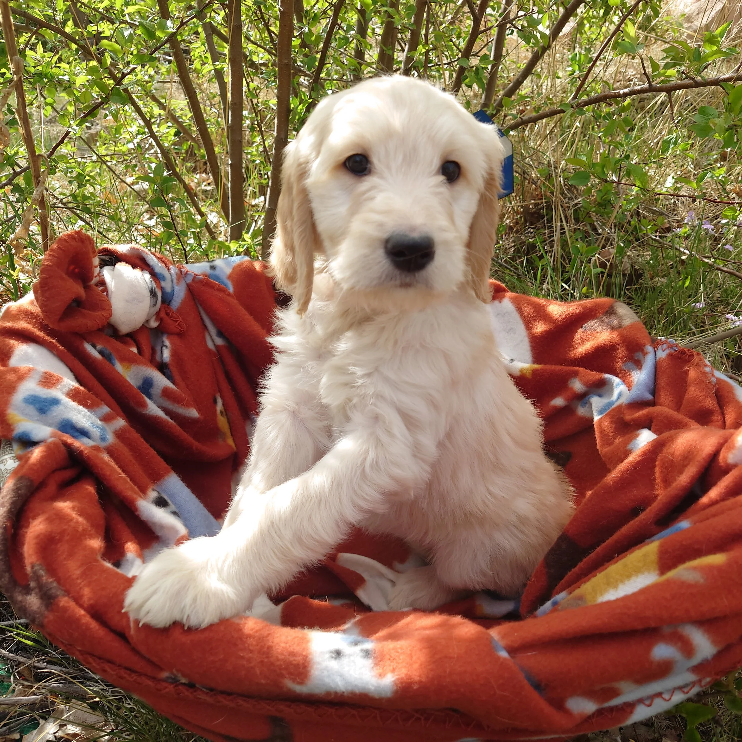 7 week old Peach the F1 Goldendoodle puppy sits paws on the edge of a basket with a fleece blanket. Behind her a painted Colorado flags on a flower shape.