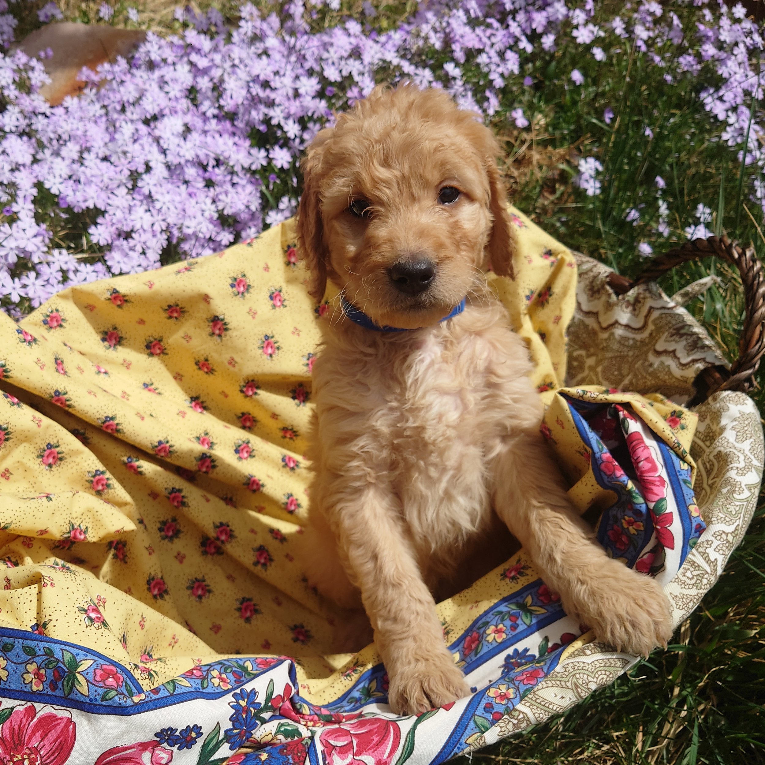 Mario the 6 week old F1 Goldendoodle puppy stands at the edge of a basket surrounded by purple phlox flowers.