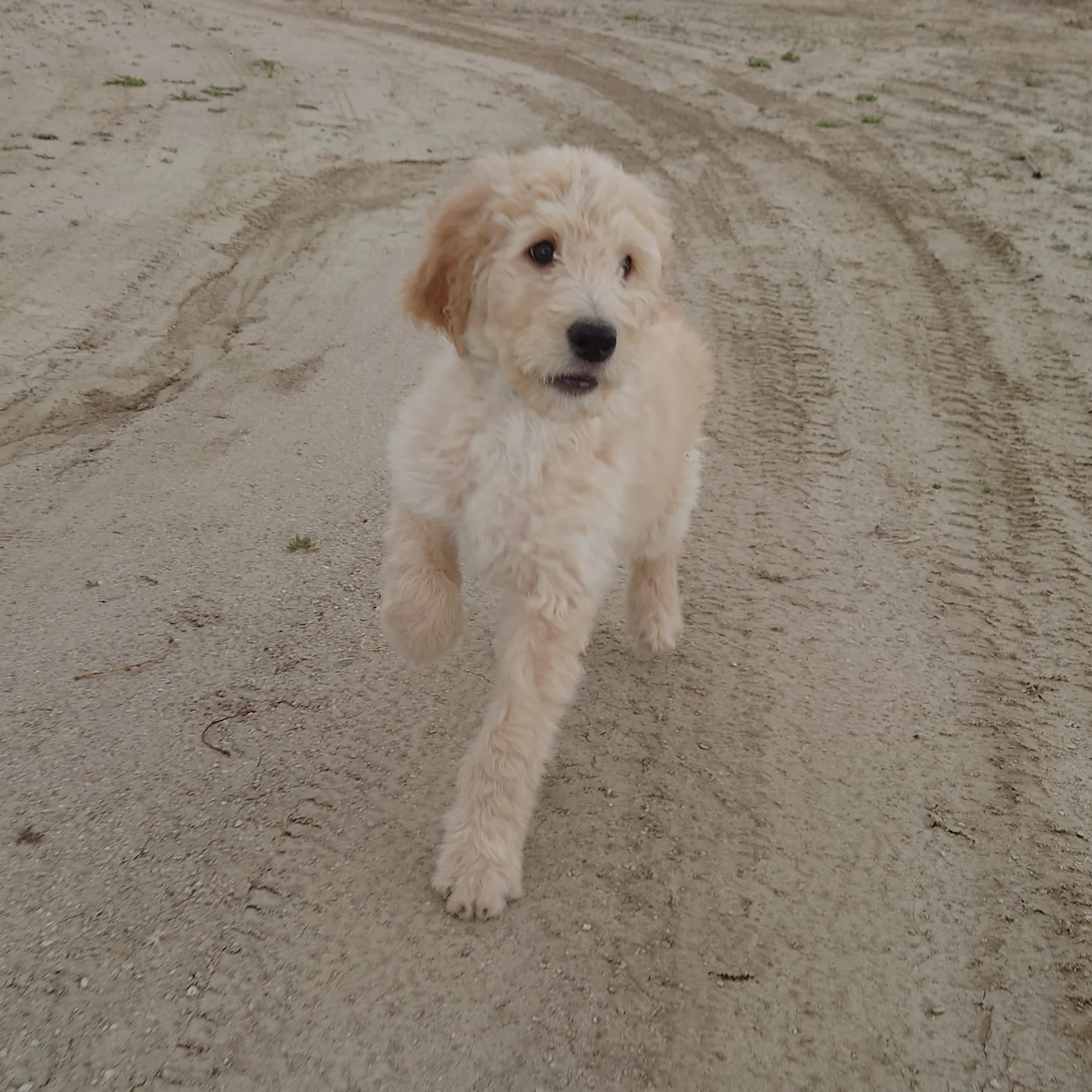 Yoshi the 10 week old F1 Goldendoodle runs towards the camera on a dirt driveway.