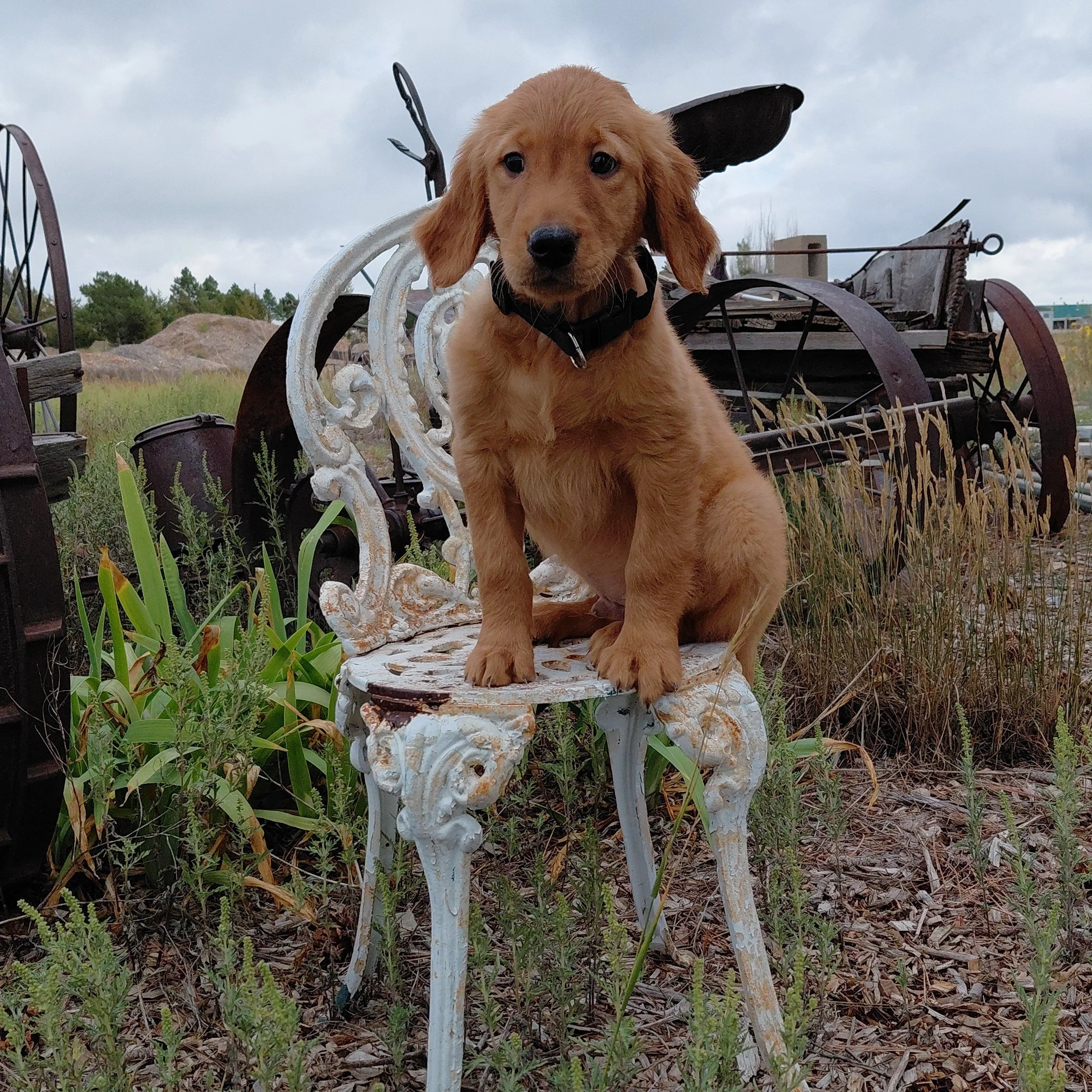 Zuko the 9 week old Golden Retriever puppy sits on a white metal antique chair with antique farm equipment behind him.