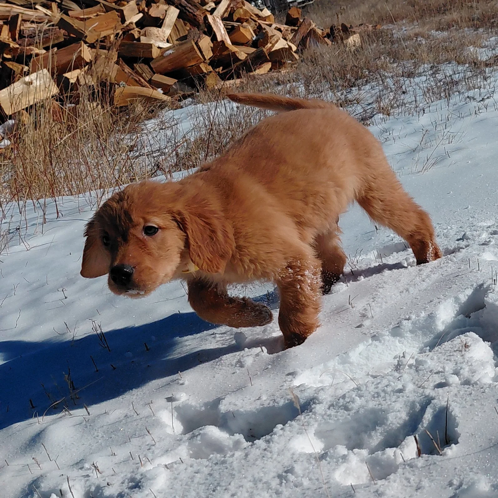 Rubble the 9 week old Golden Retriever puppy plays in the fresh snow.