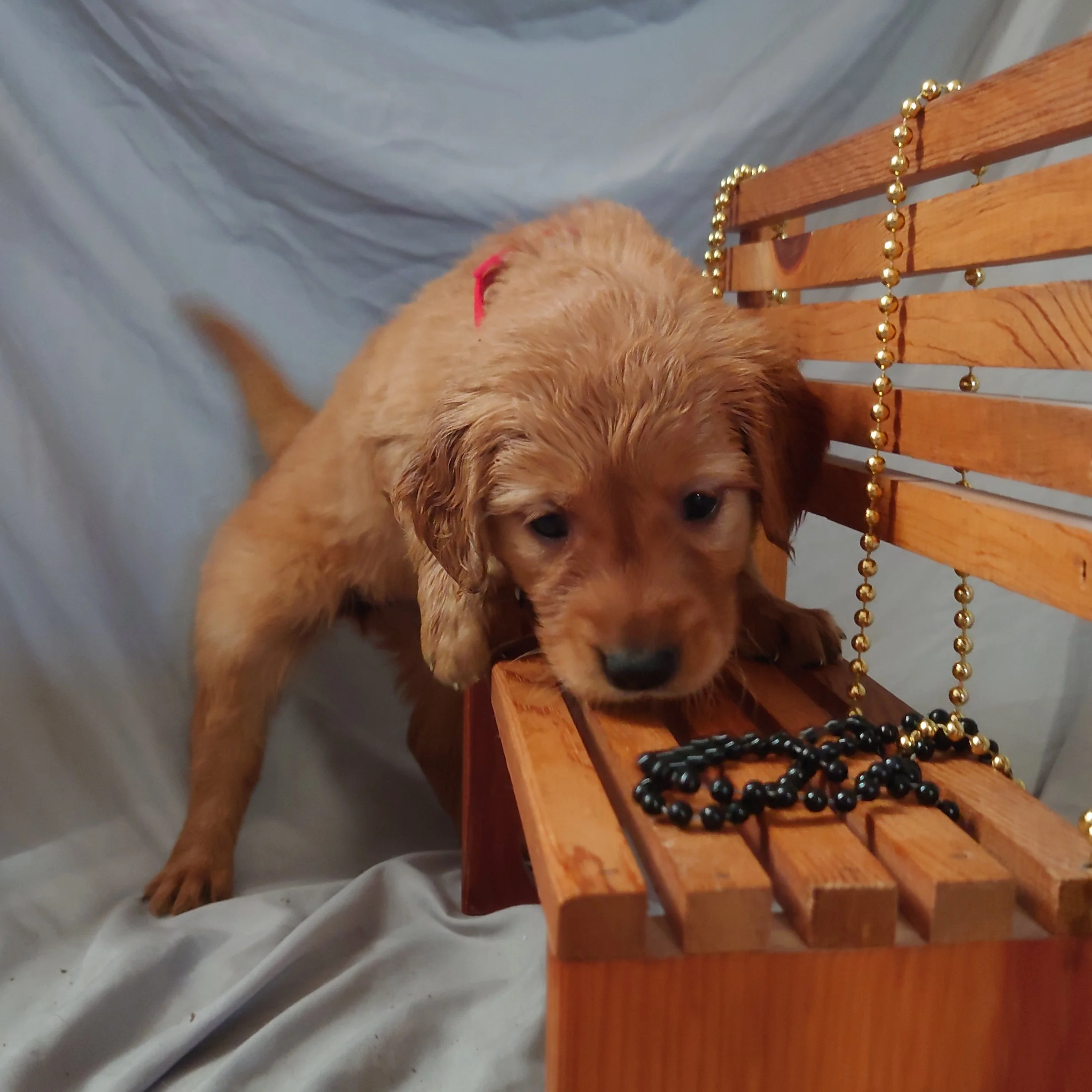 Coral the 5 week old Golden Retriever puppy stares down beads on a wooden bench.