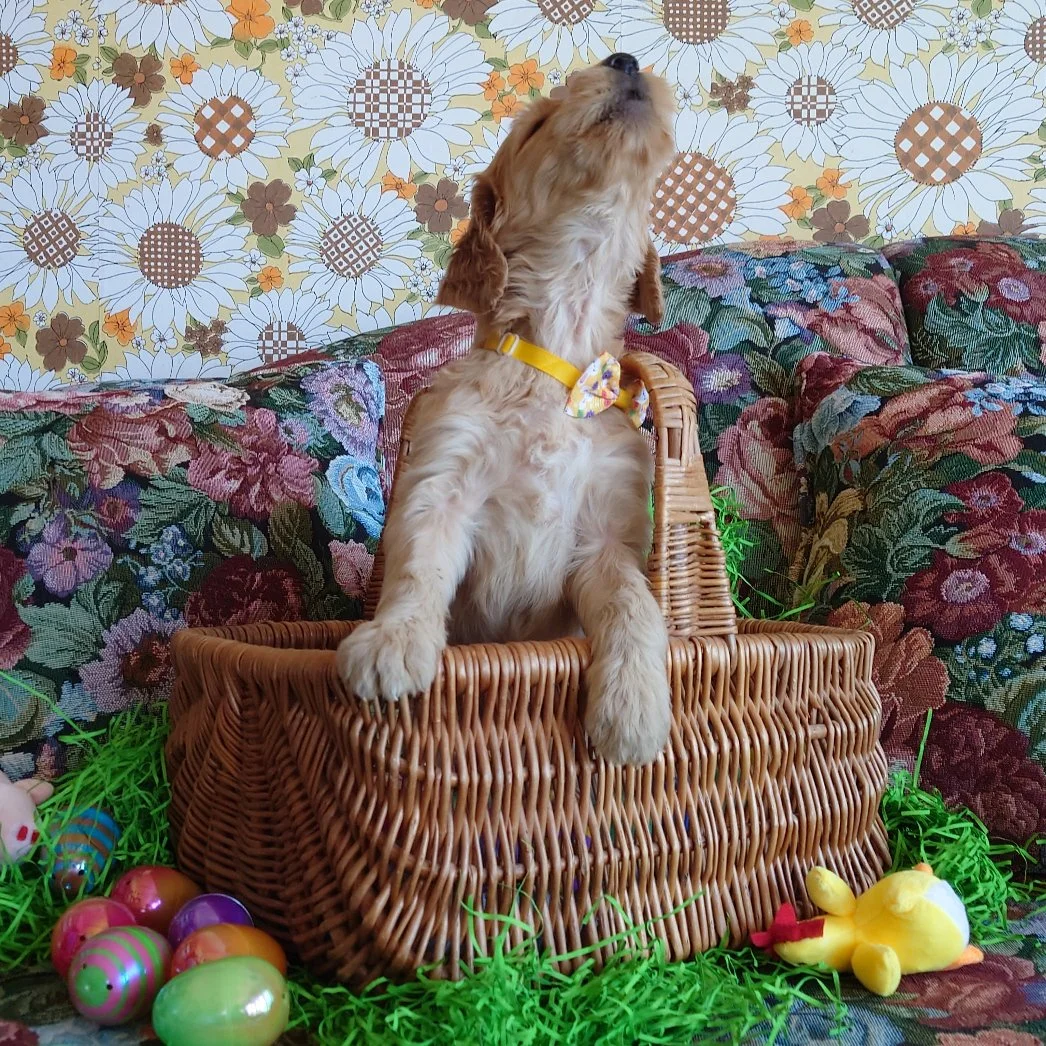 Daisy the 5 week old F1 Goldendoodle puppy howls while in a basket surrounded by colorful Easter Eggs.