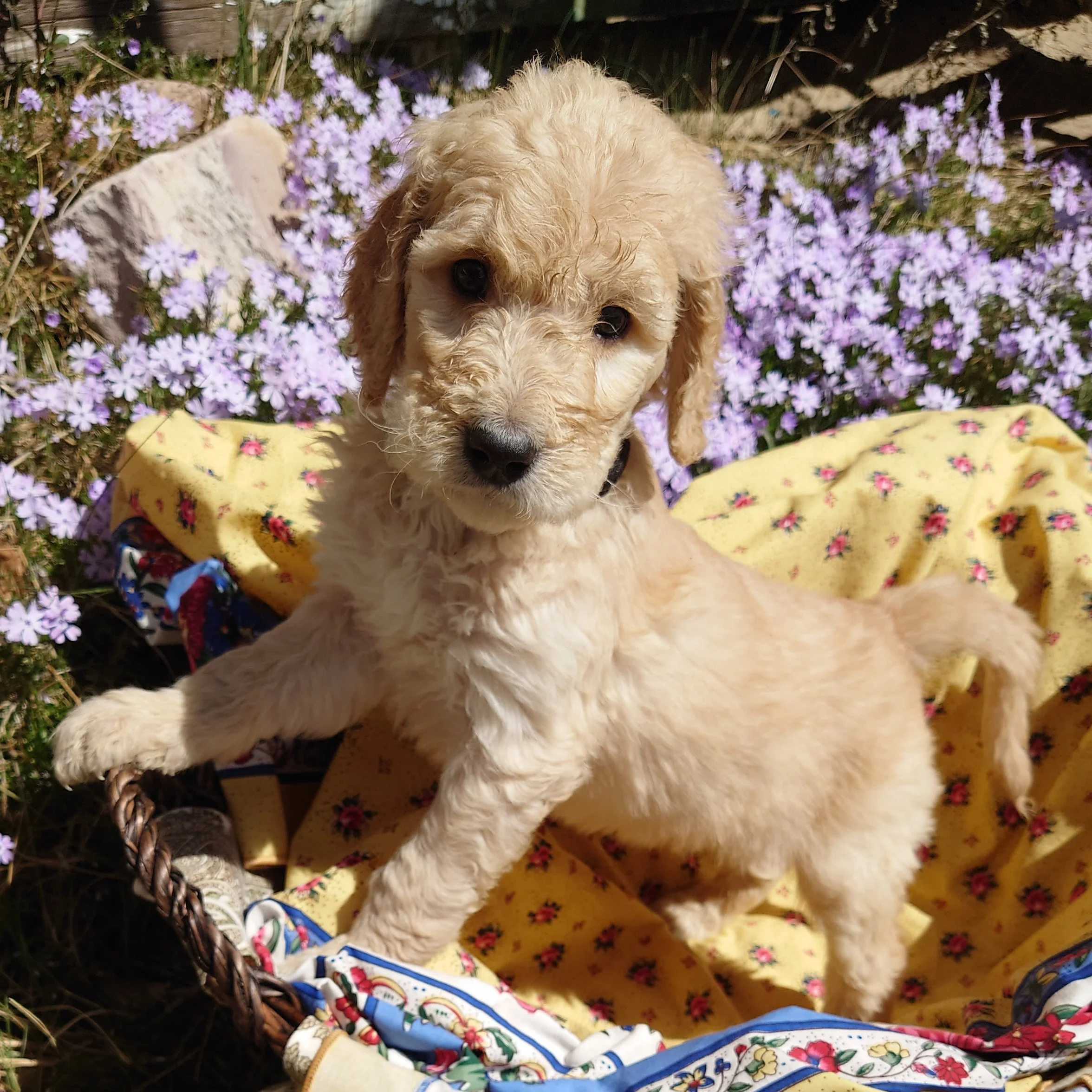 Yoshi the 6 week old F1 Goldendoodle puppy  stands with his paw at the edge of a basket surrounded by purple phlox flowers.