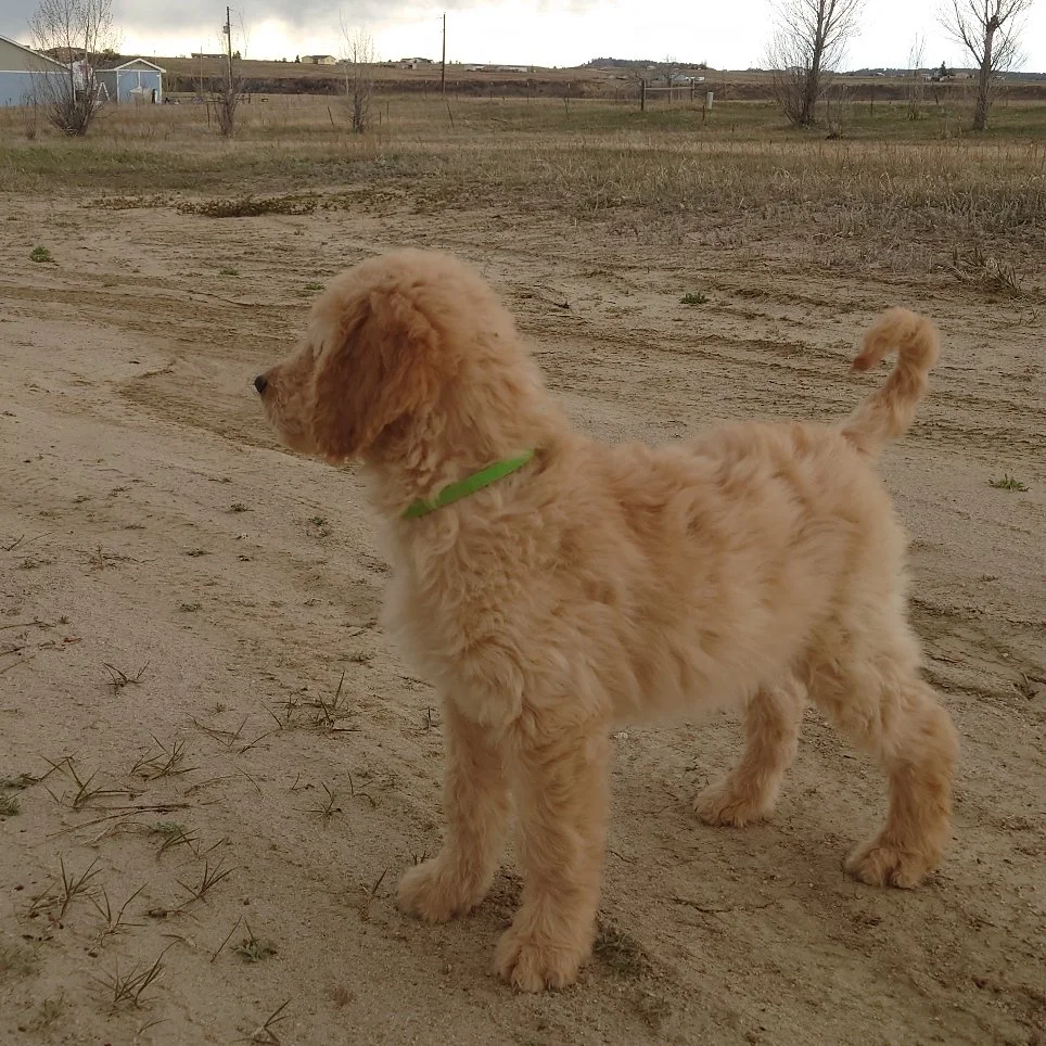Bowser the 10 week old F1 Goldendoodle stands on a dirt driveway.