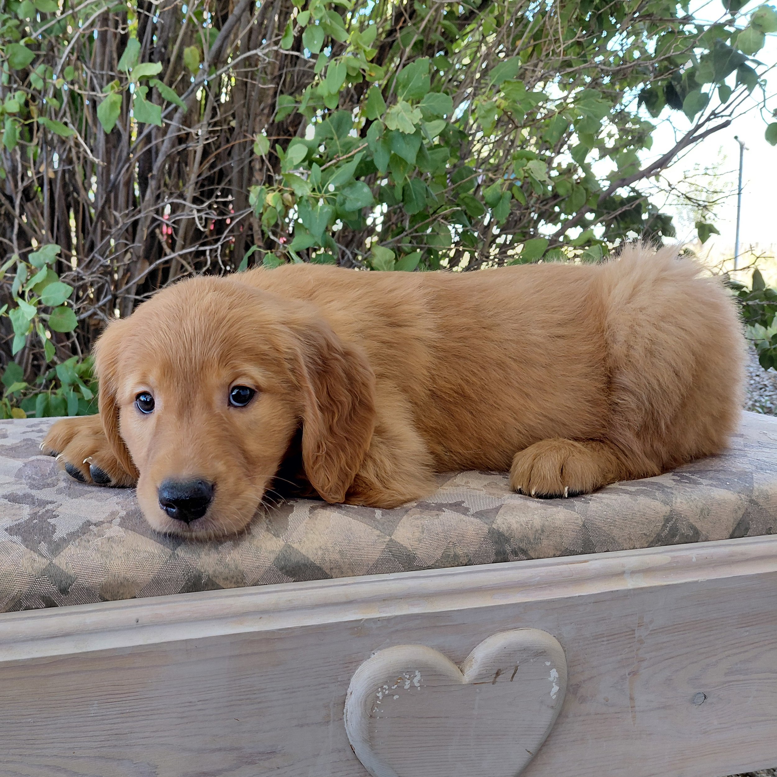 Katara, the 7 week old Golden Retriever puppy is on a bench in front of a lilac bush.