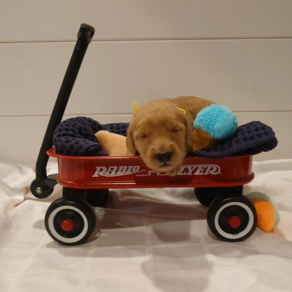 Daisy the 12 day old F1 Goldendoodle puppy lays in a small radio flyer wagon with small stuffed toys.
