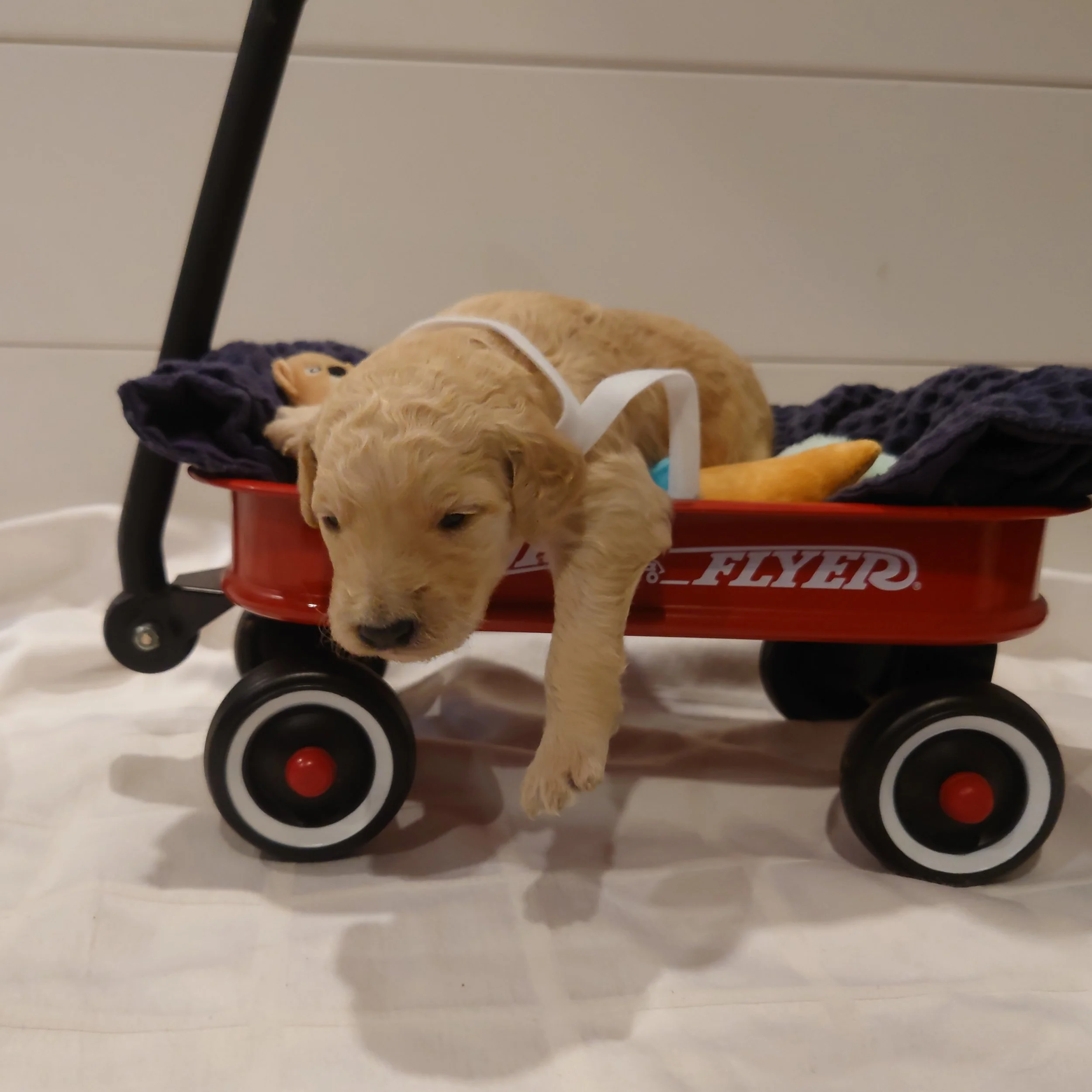 Lumas the 12 day old F1 Goldendoodle puppy lays in a small radio flyer wagon with small stuffed toys.