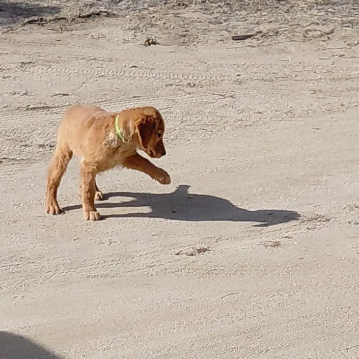 Rocky the 11 week old Golden Retriever puppy trying to meet his shadow.
