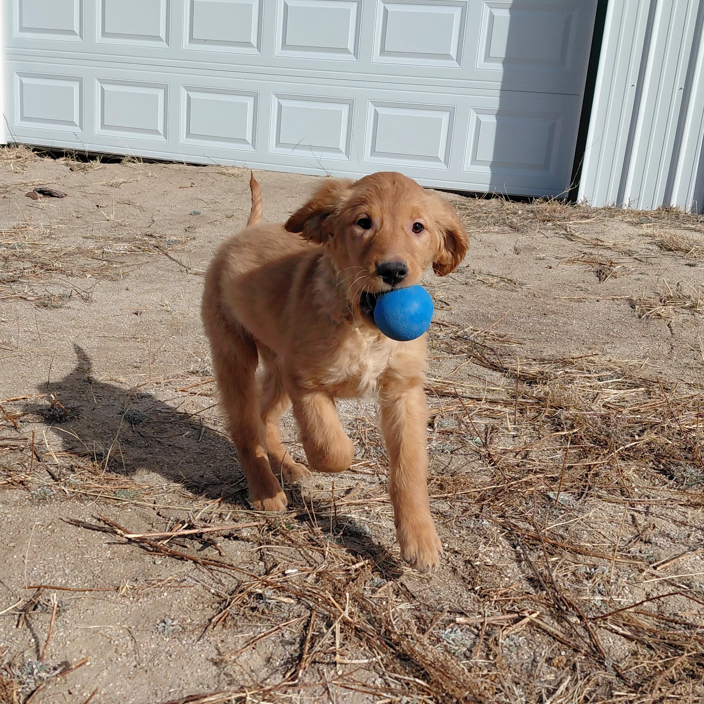 Rocky the 11 week old Golden Retriever puppy plays outside with a blue ball.