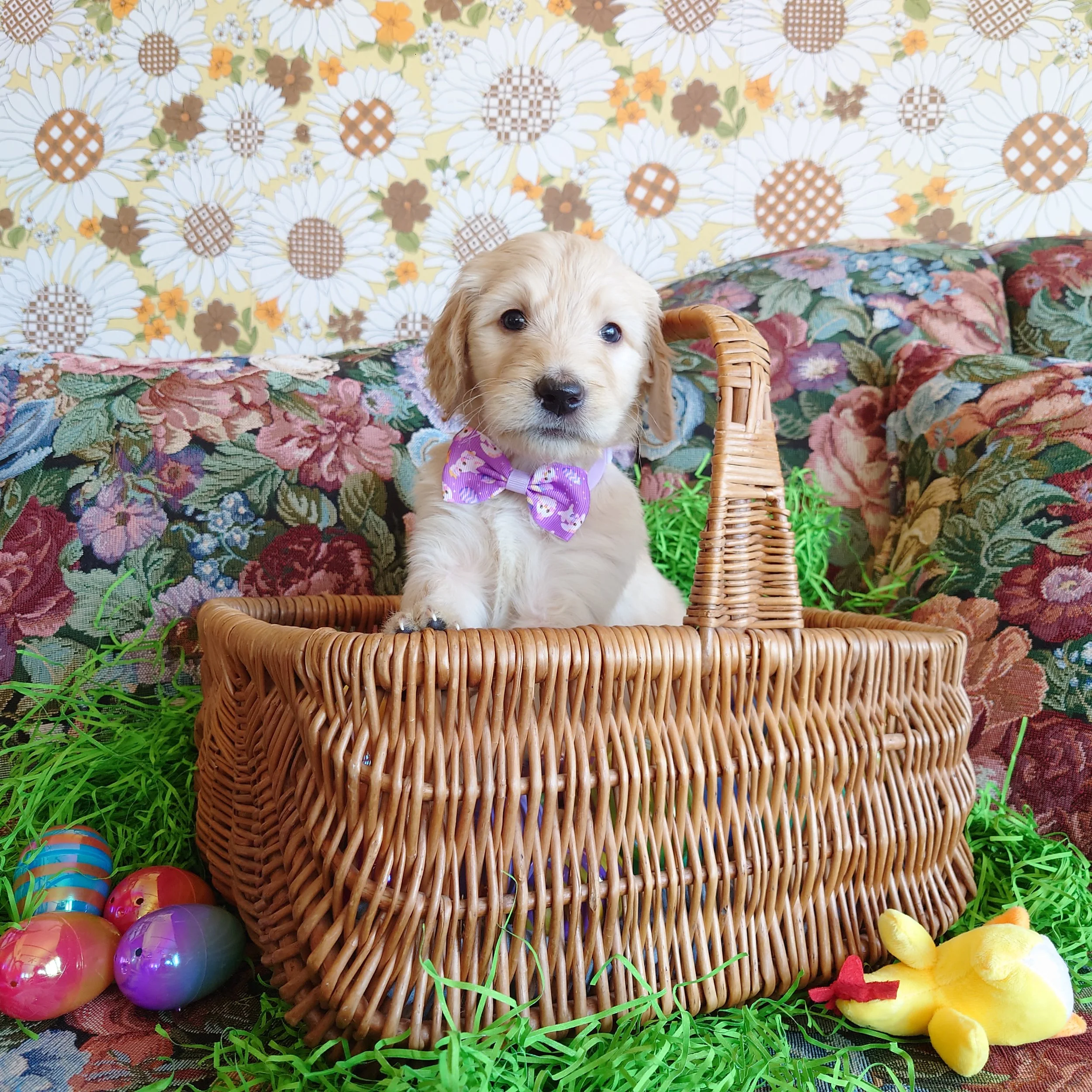 Rosalina the 5 week old F1 Goldendoodle puppy sits politely in a basket surrounded by colorful Easter Eggs.