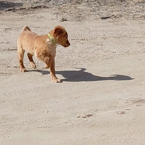Rocky the 11 week old Golden Retriever puppy admiring his shadow.
