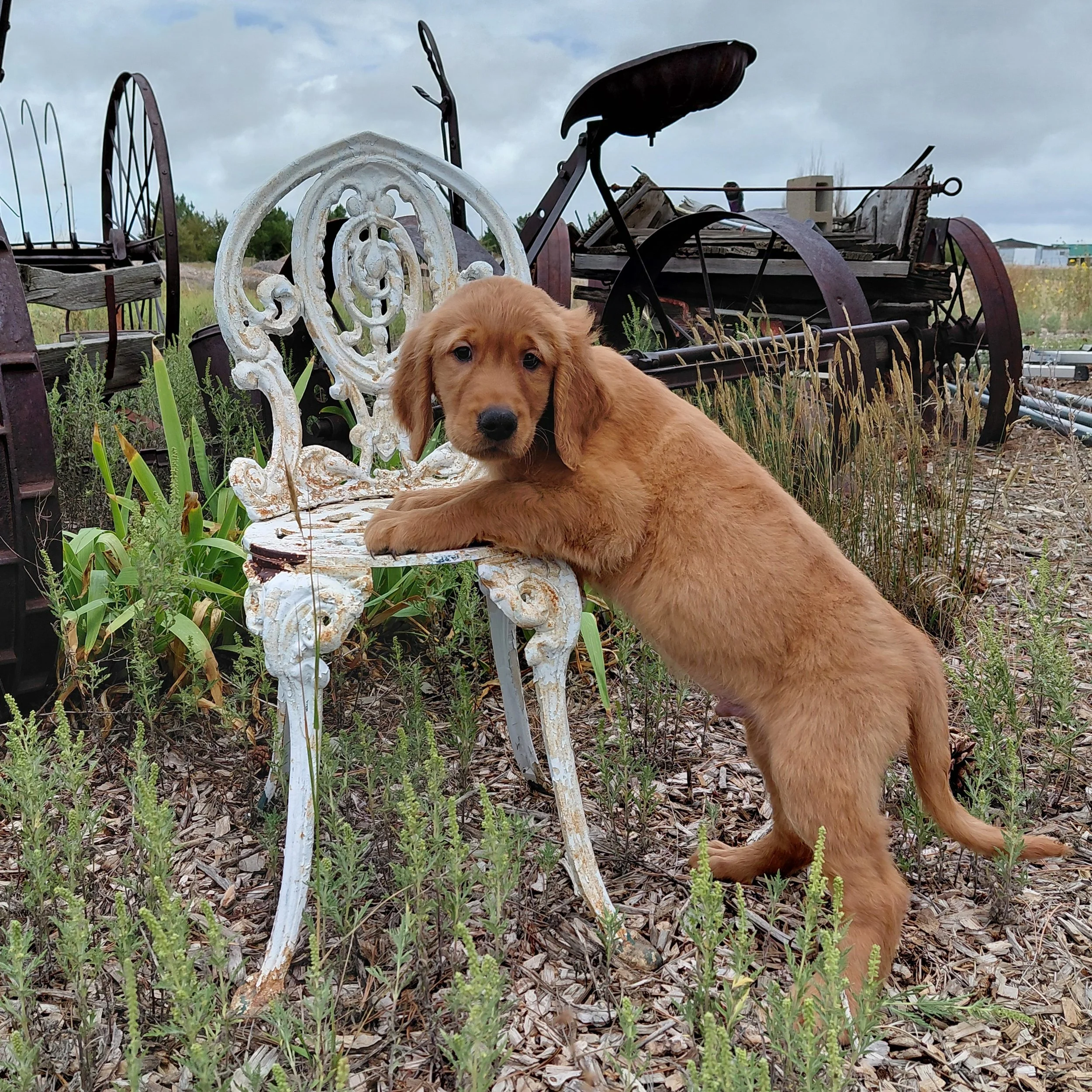 Appa the 9 week old Golden Retriever puppy leans over a white metal antique chair with antique farm equipment behind him.