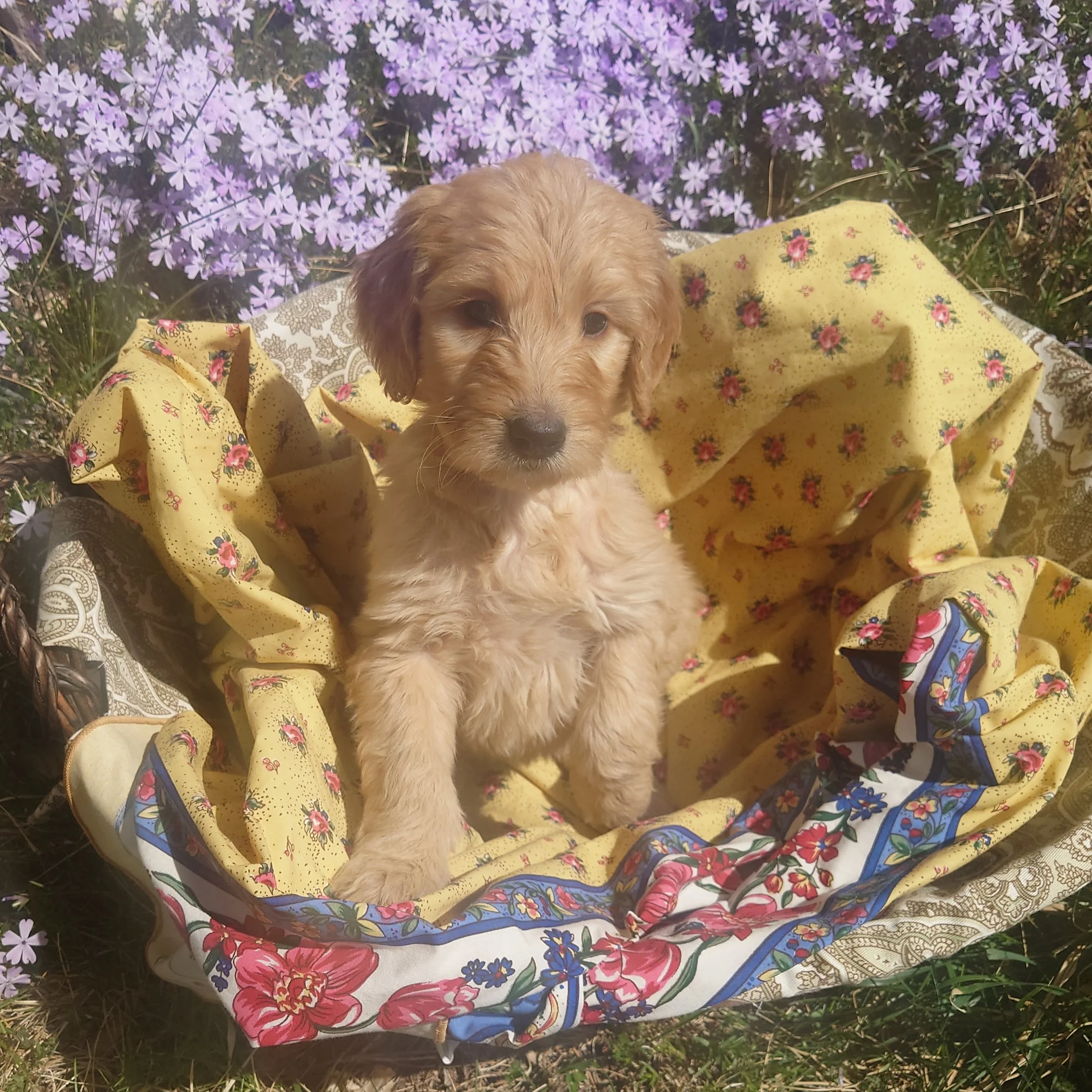 Daisy the 6 week old F1 Goldendoodle puppy sits with one paw raised in a basket surrounded by purple phlox flowers.