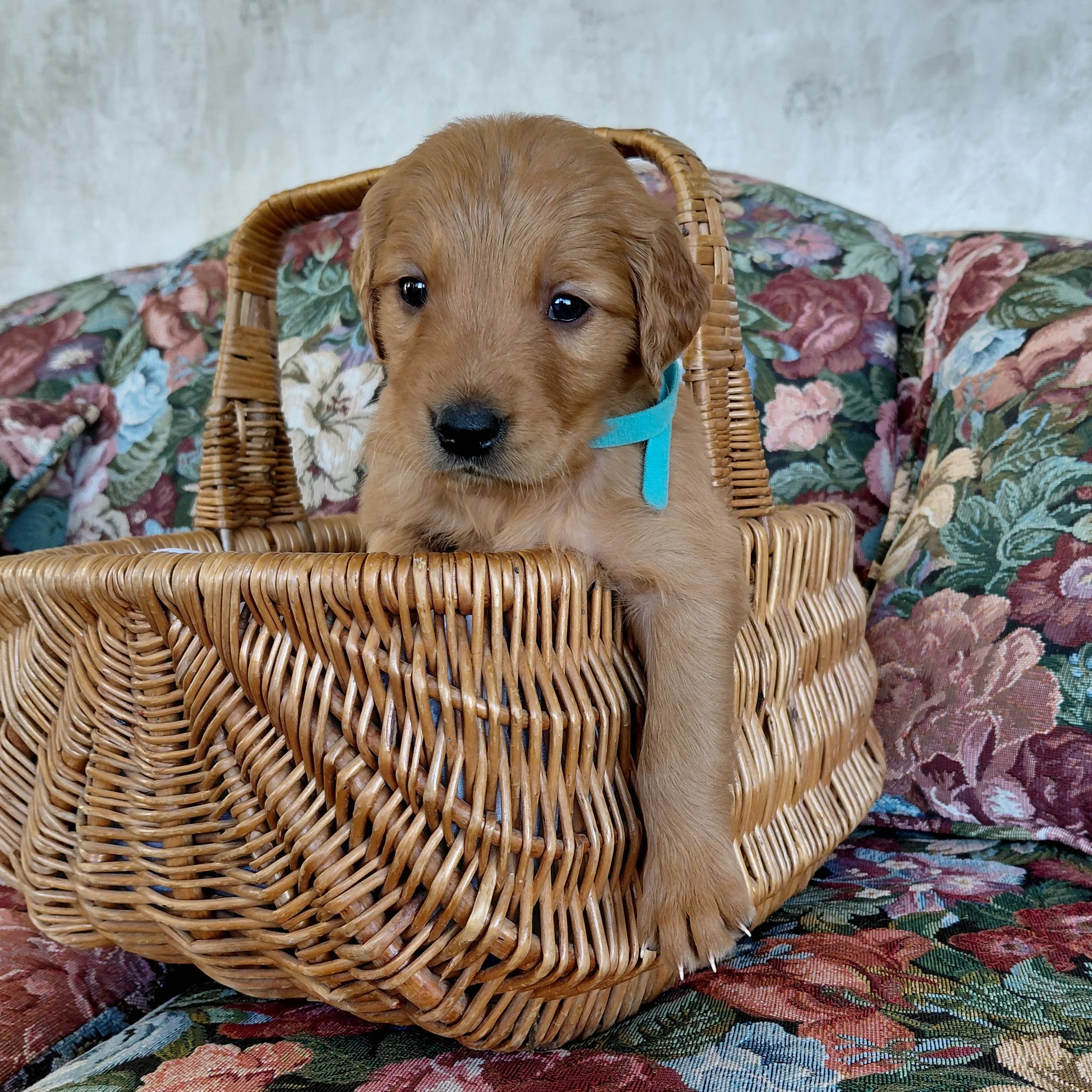 Aang, the 4 week old Golden Retriever puppy sits in a basket on a floral couch with a teal collar.